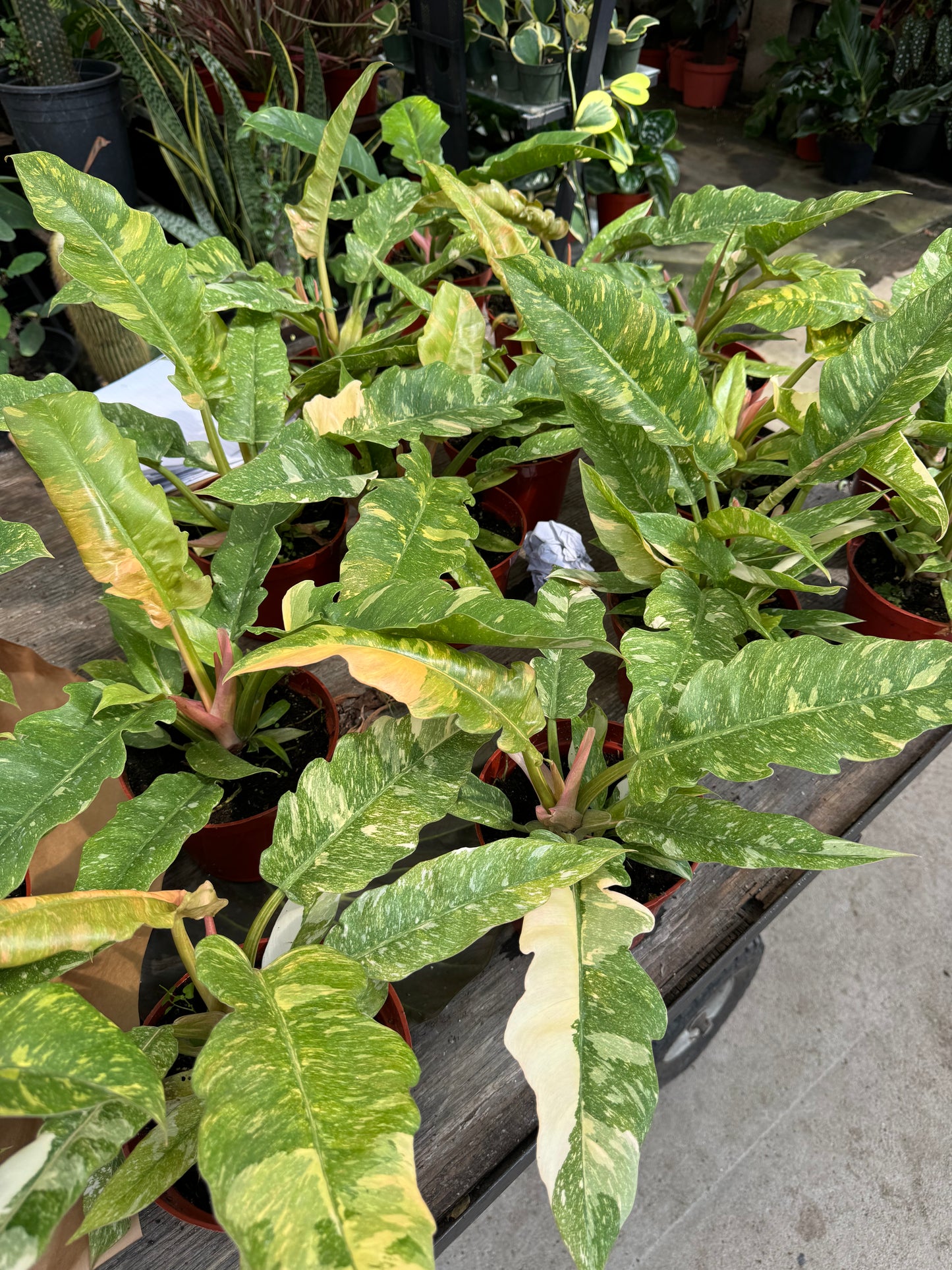 Philodendron ring of fire 6"