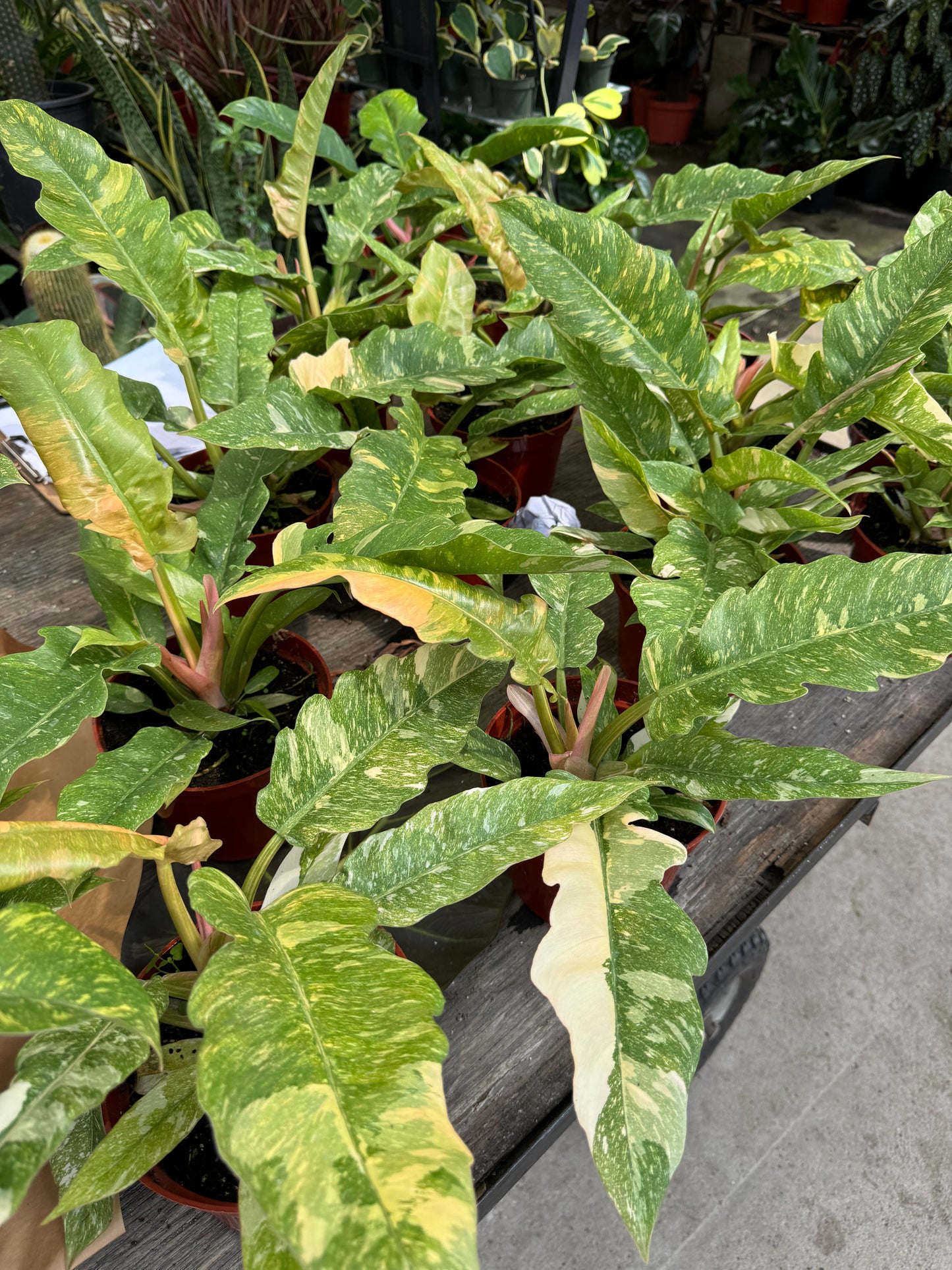 Philodendron ring of fire 6"