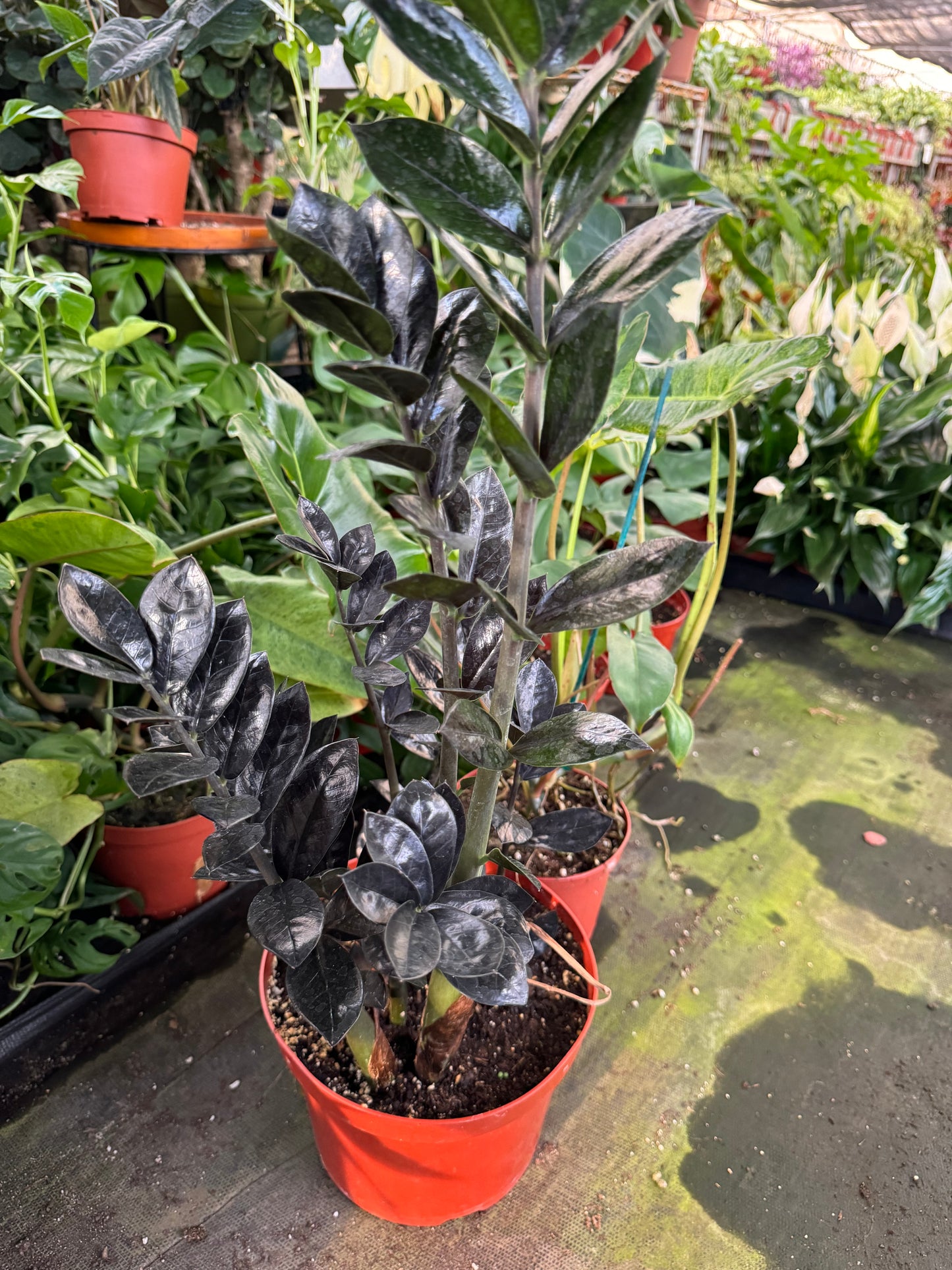 Zamioculcas zamiifolia Black Raven (ZZ black Raven)