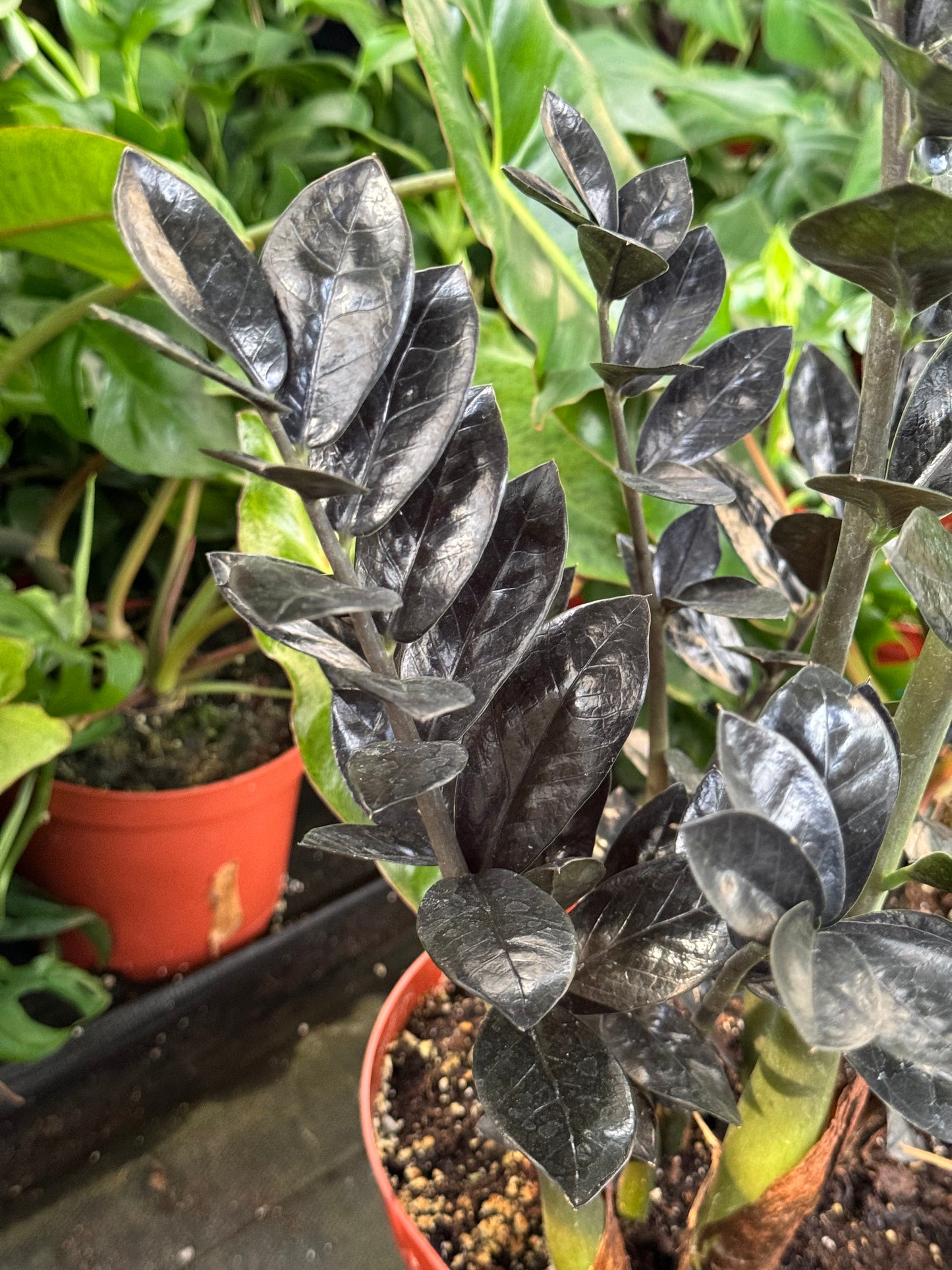 Zamioculcas zamiifolia Black Raven (ZZ black Raven)