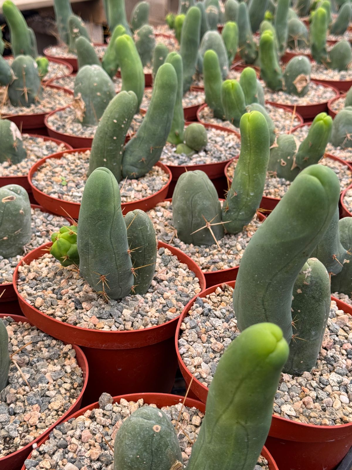 Trichocereus bridgesii f. Mounstruosos (cactus nepe)