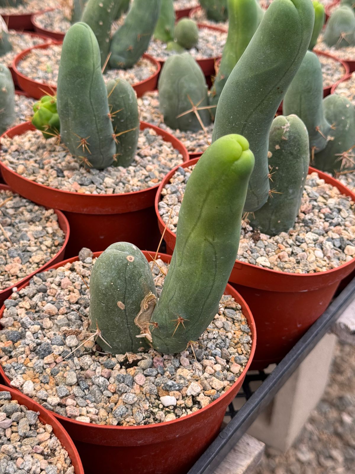 Trichocereus bridgesii f. Mounstruosos (cactus nepe)