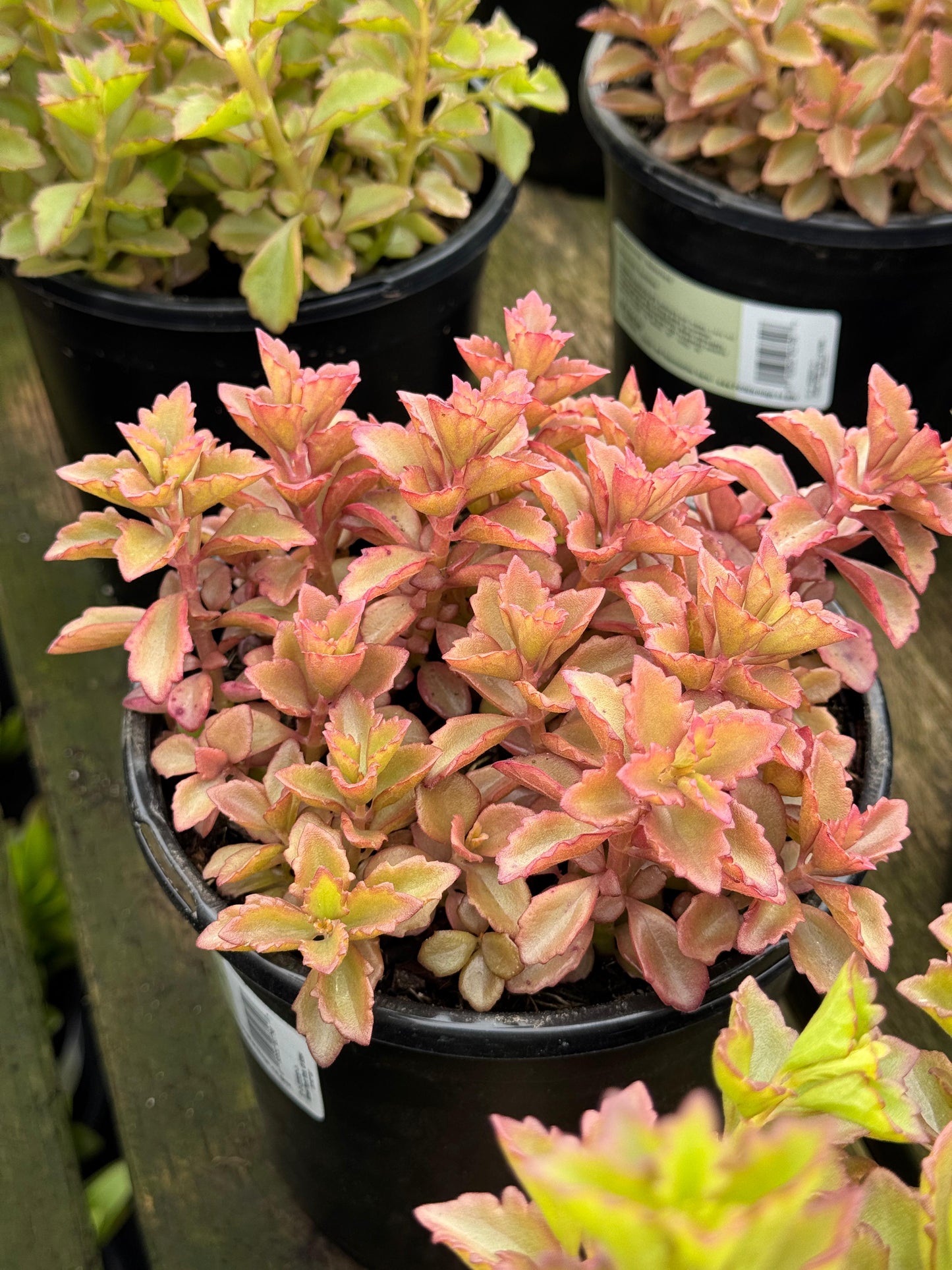 Kalanchoe banshee