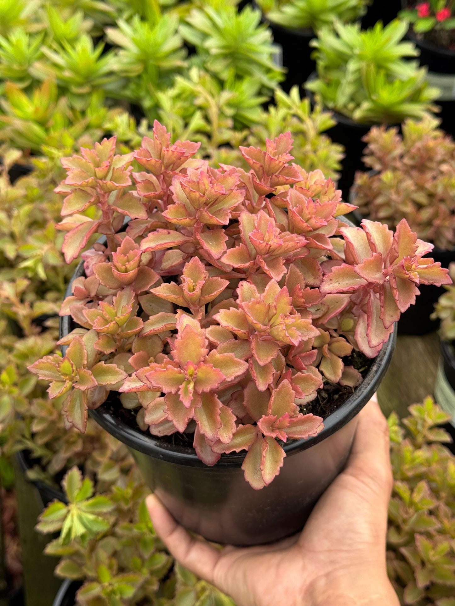 Kalanchoe banshee