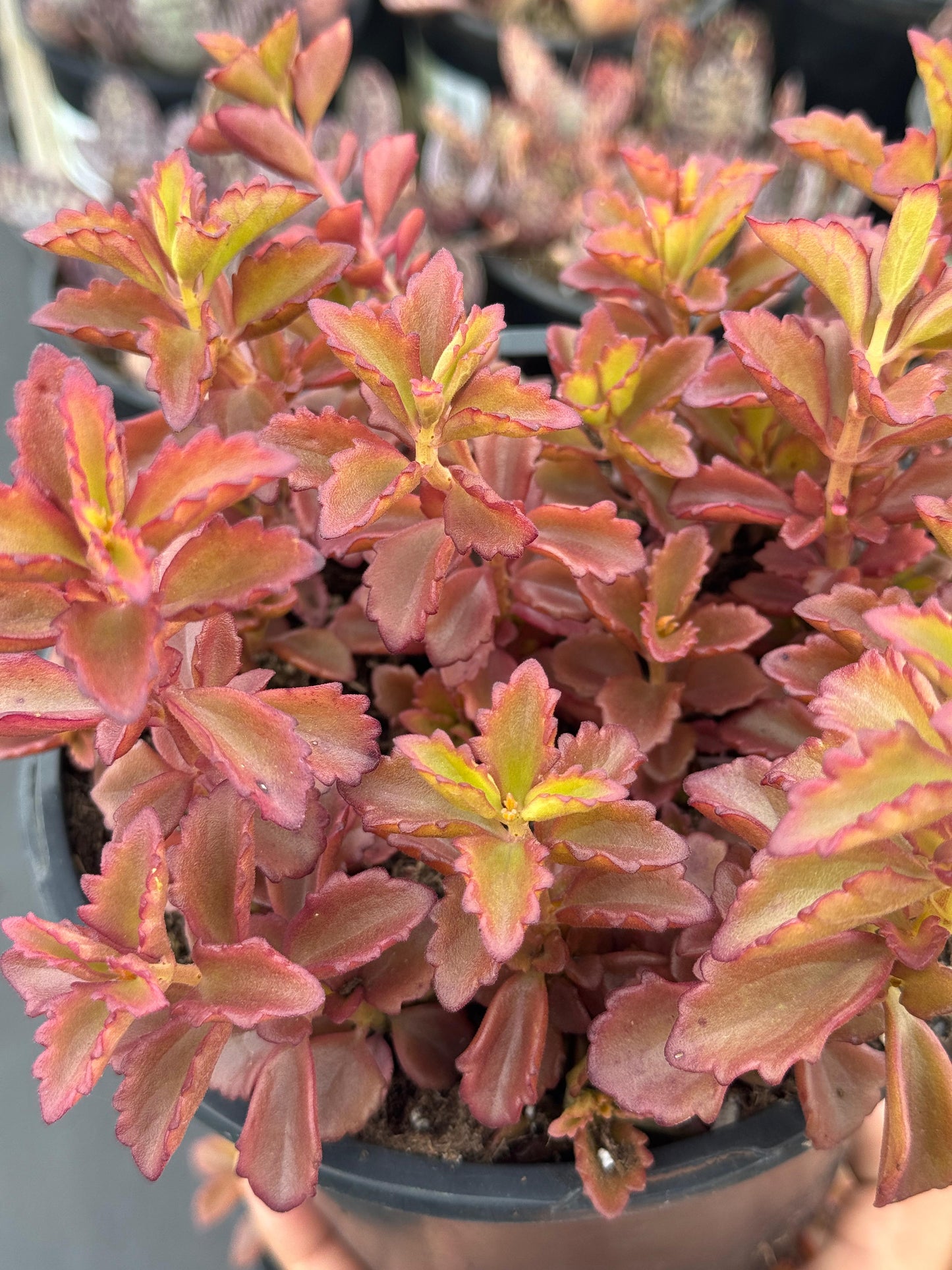 Kalanchoe banshee