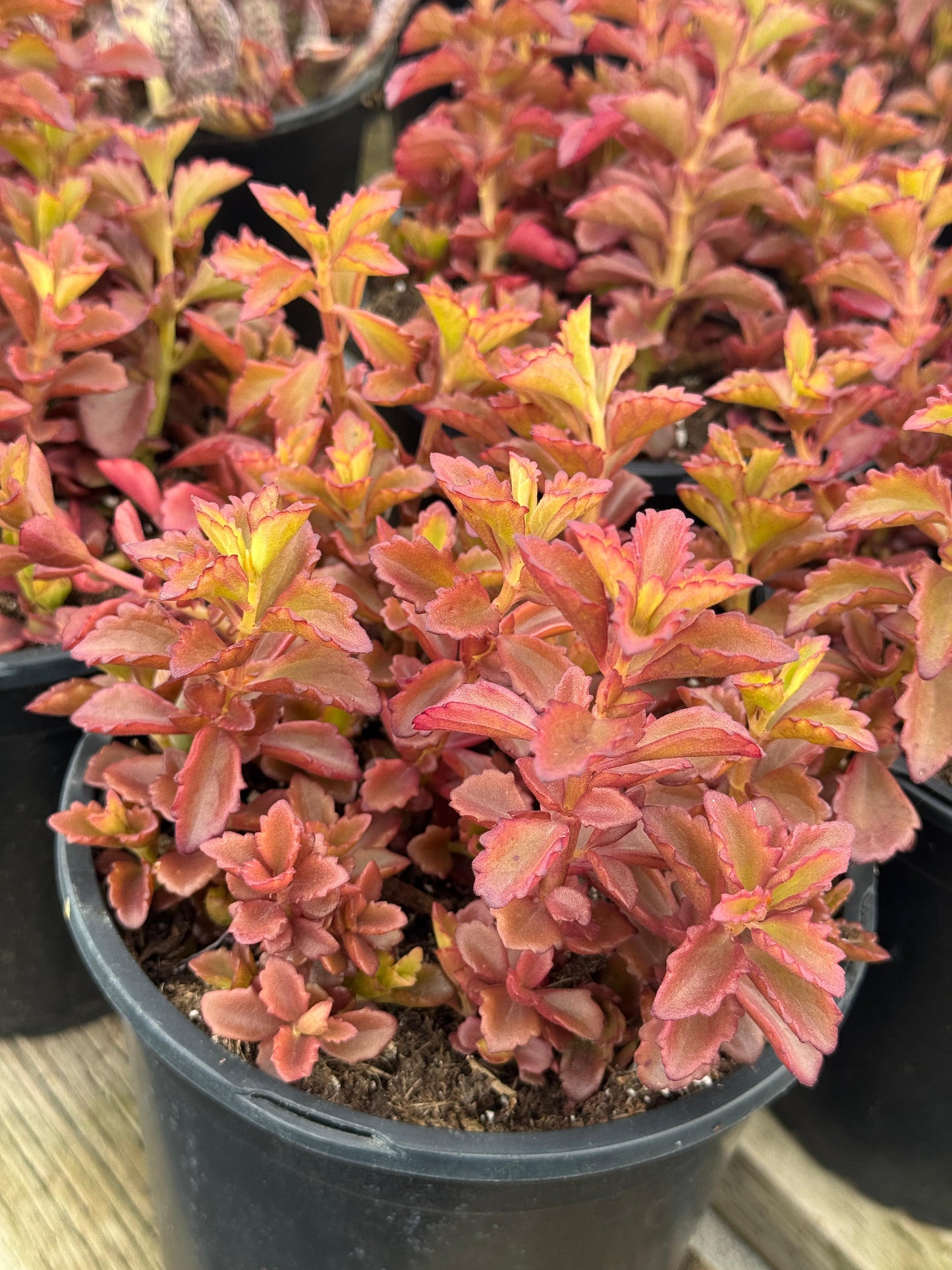 Kalanchoe banshee