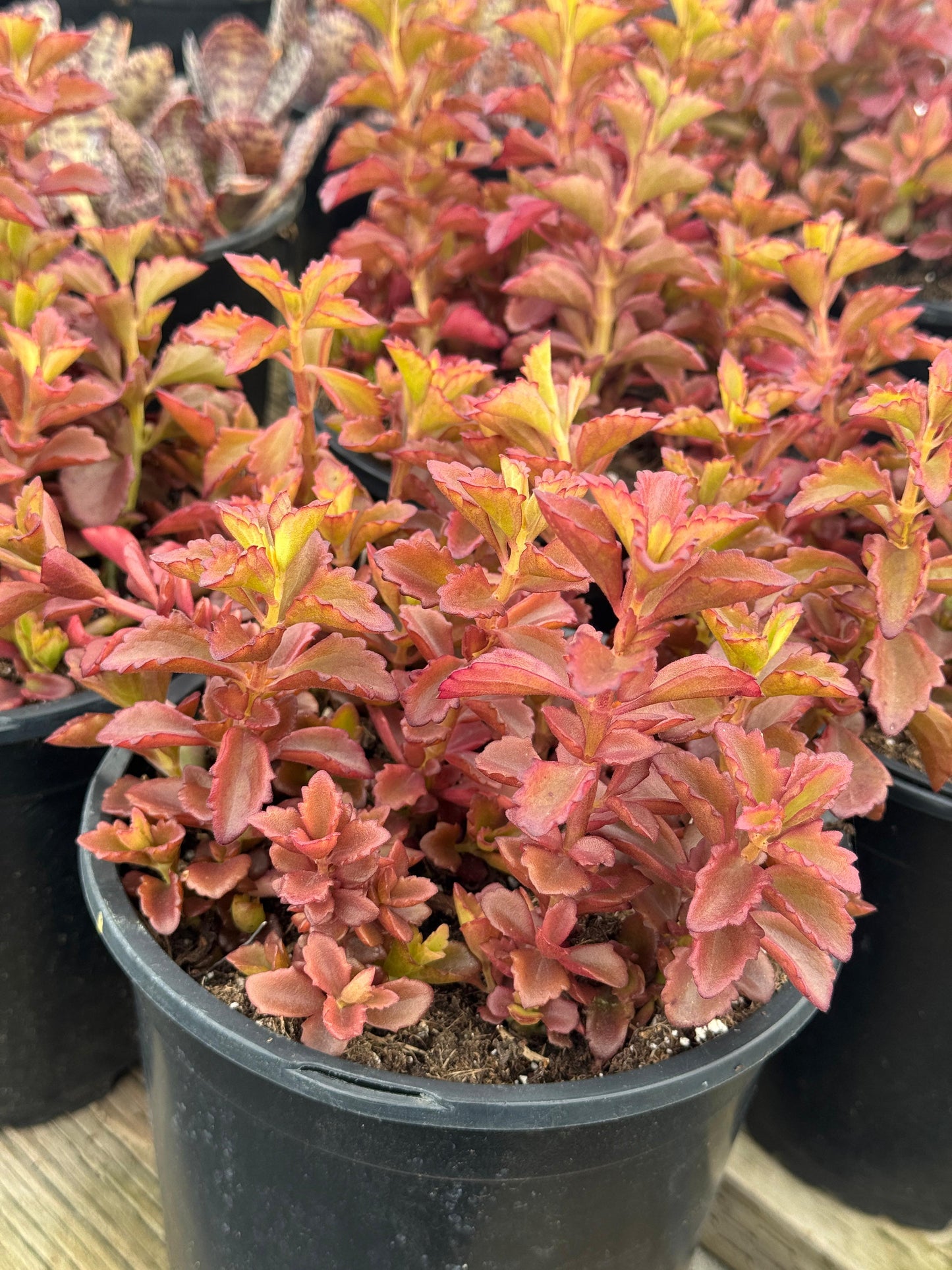 Kalanchoe banshee