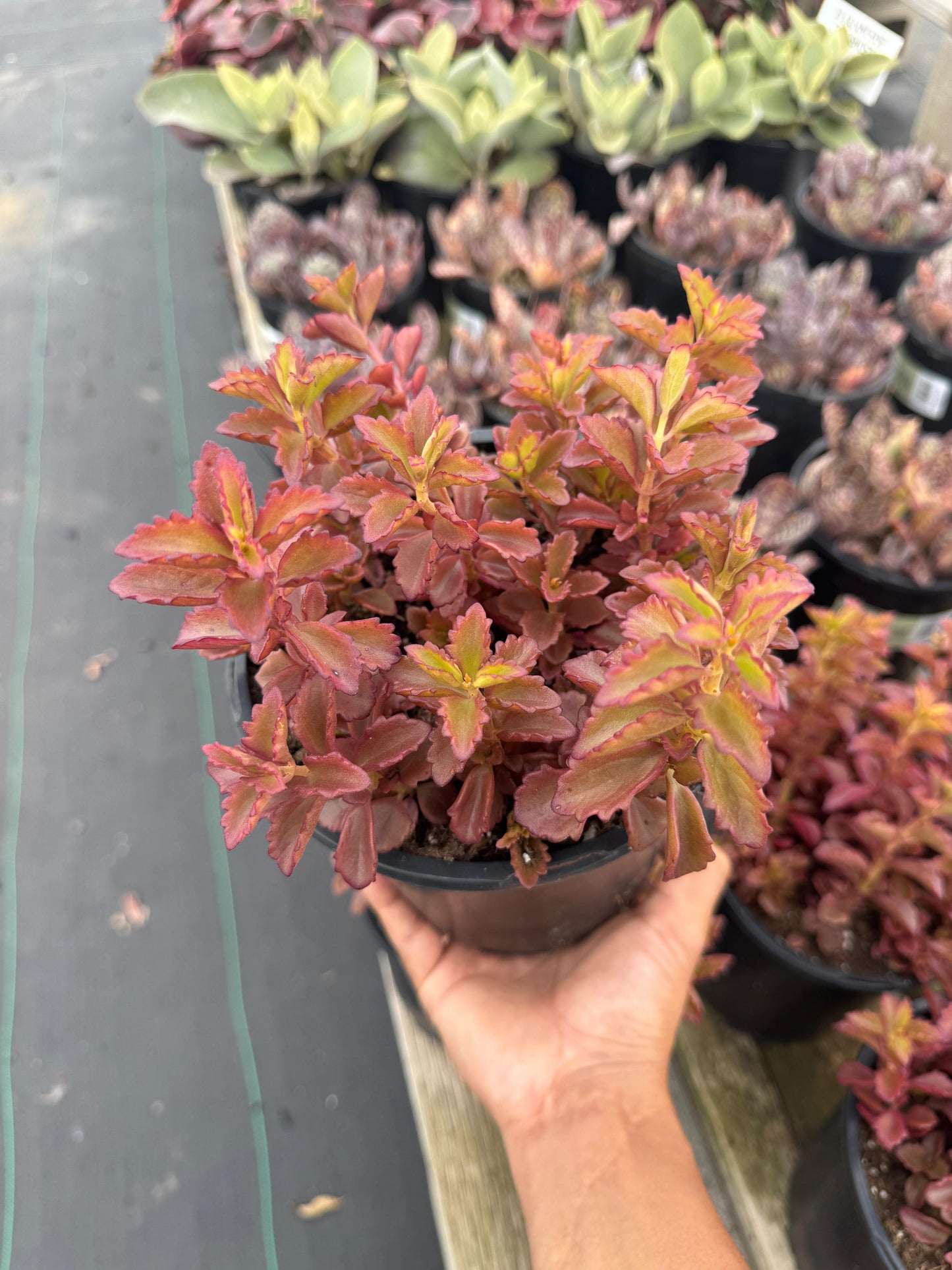 Kalanchoe banshee