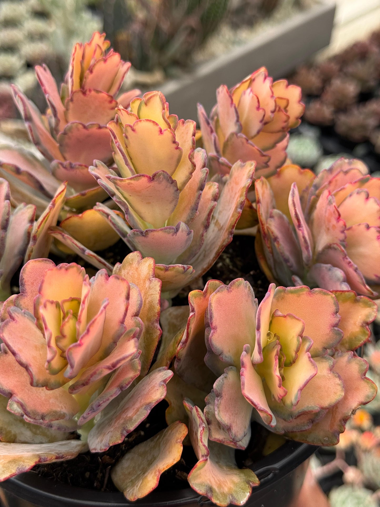 Kalanchoe stained glass