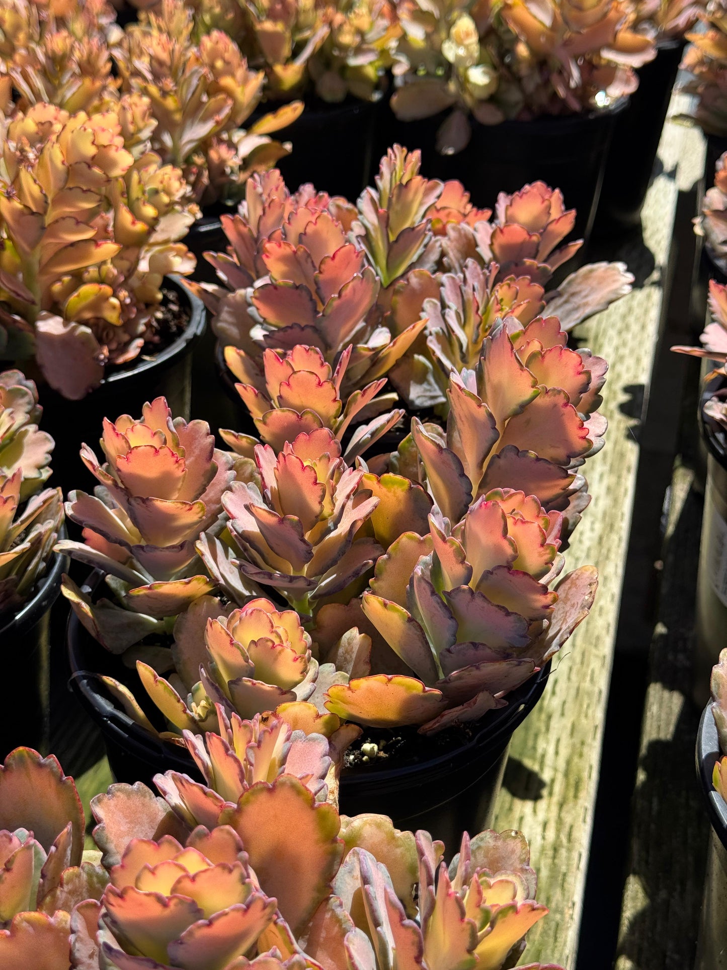 Kalanchoe stained glass