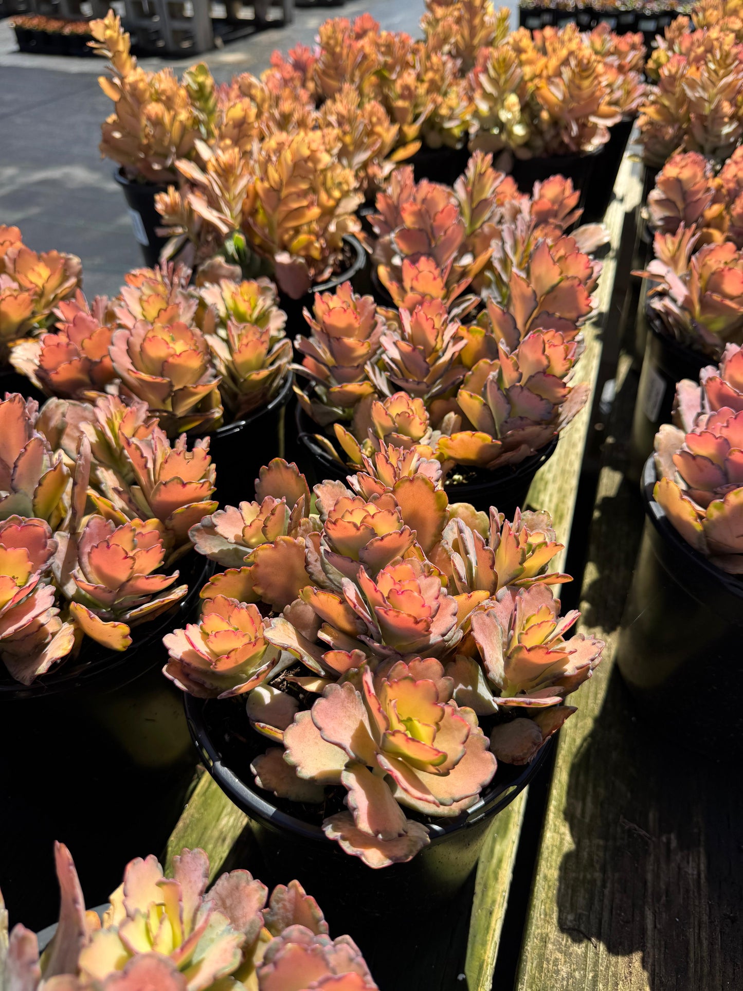 Kalanchoe stained glass