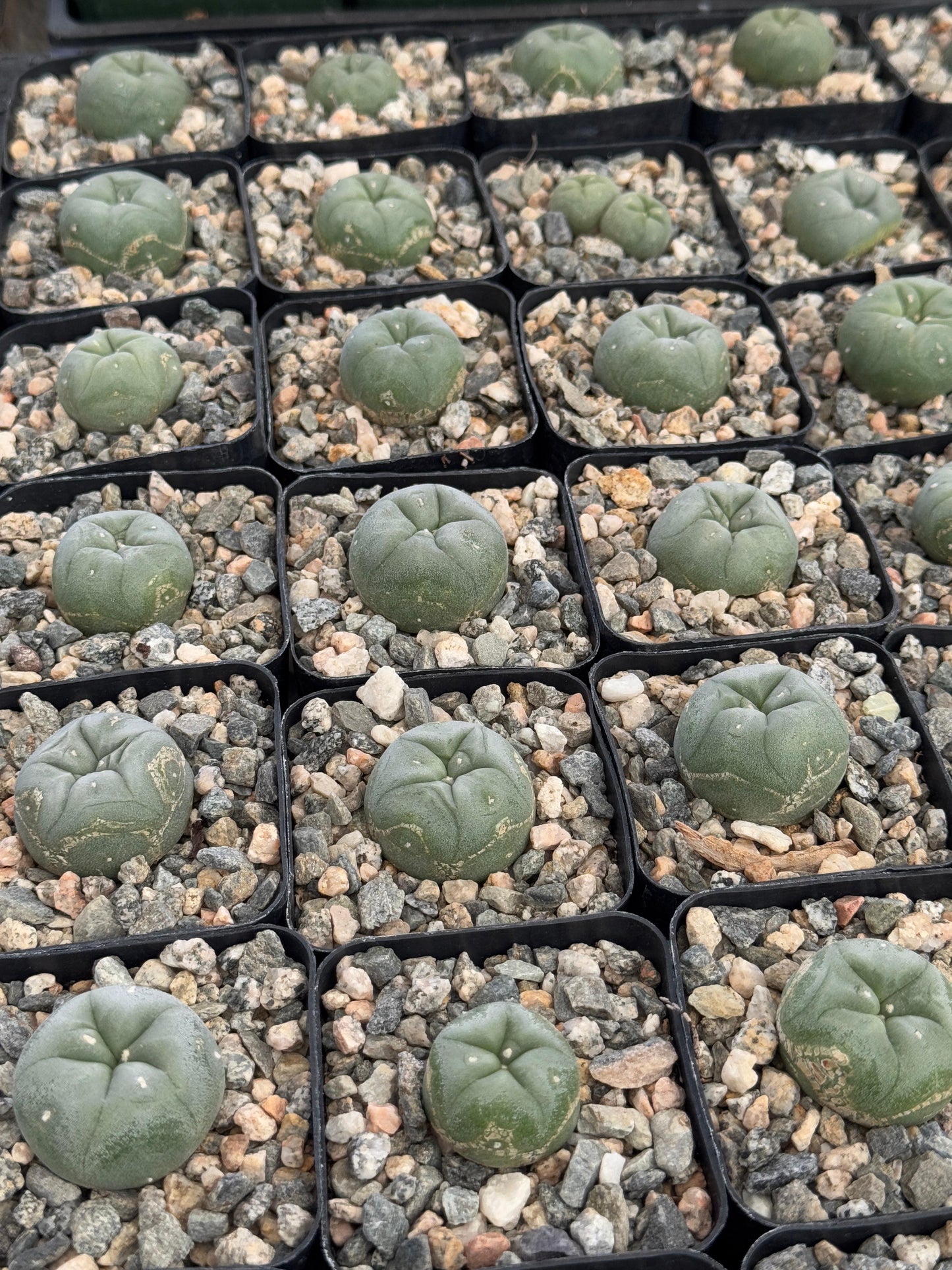 L. Williamsii