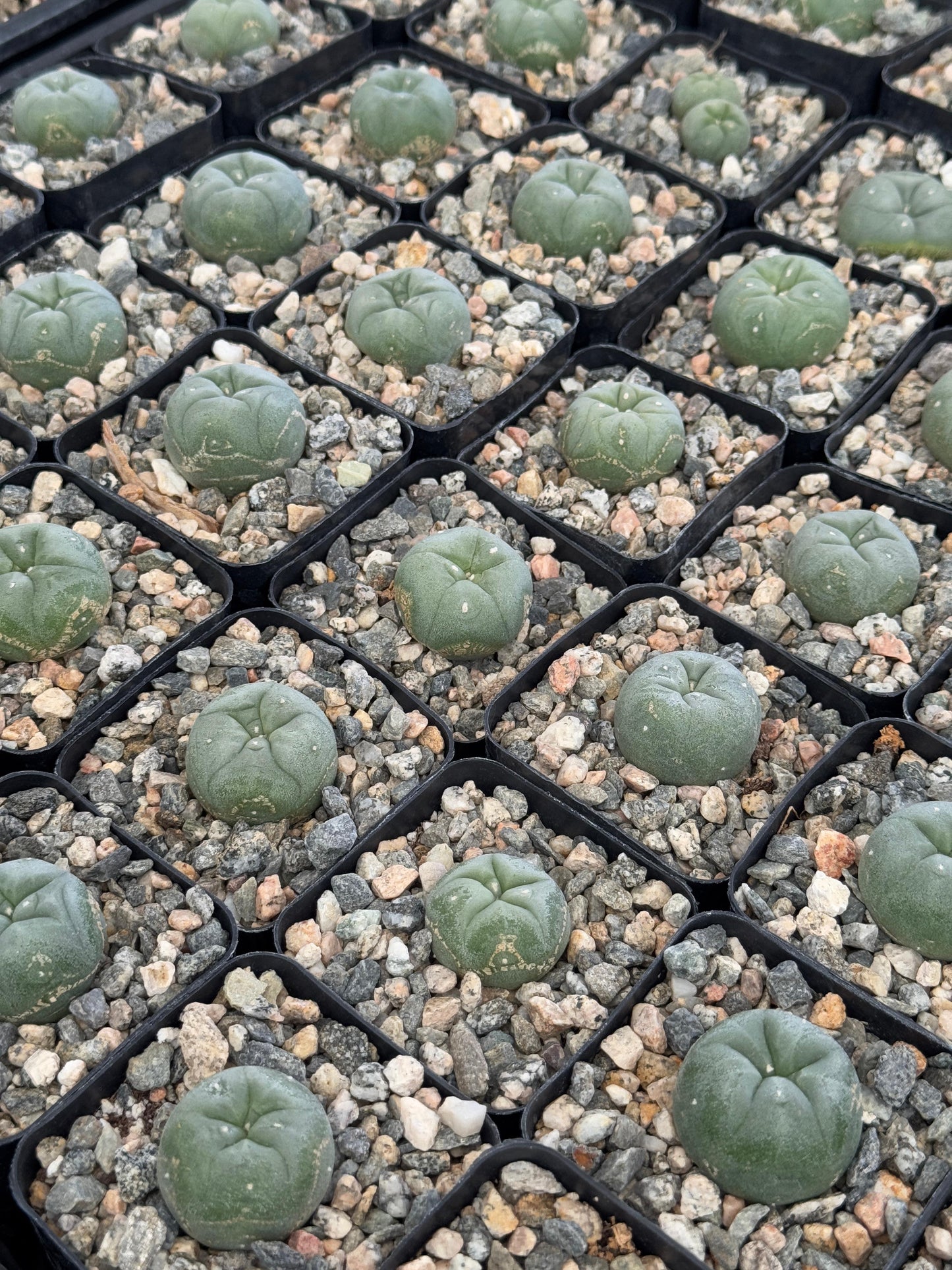 L. Williamsii