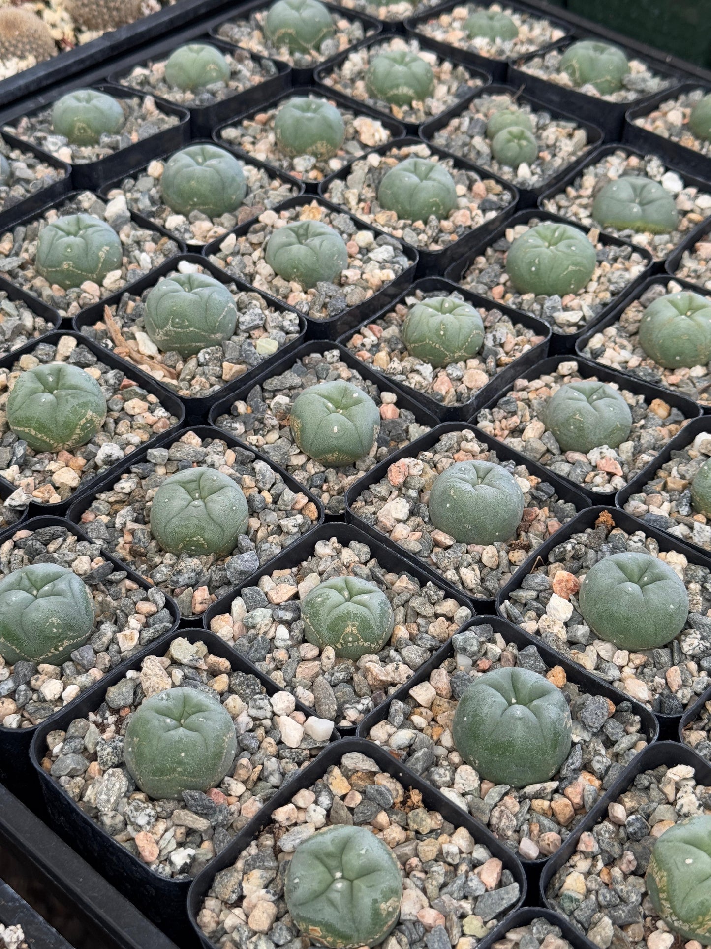 L. Williamsii