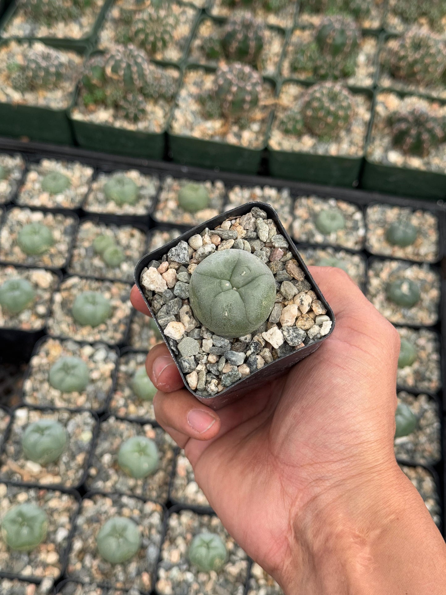 L. Williamsii