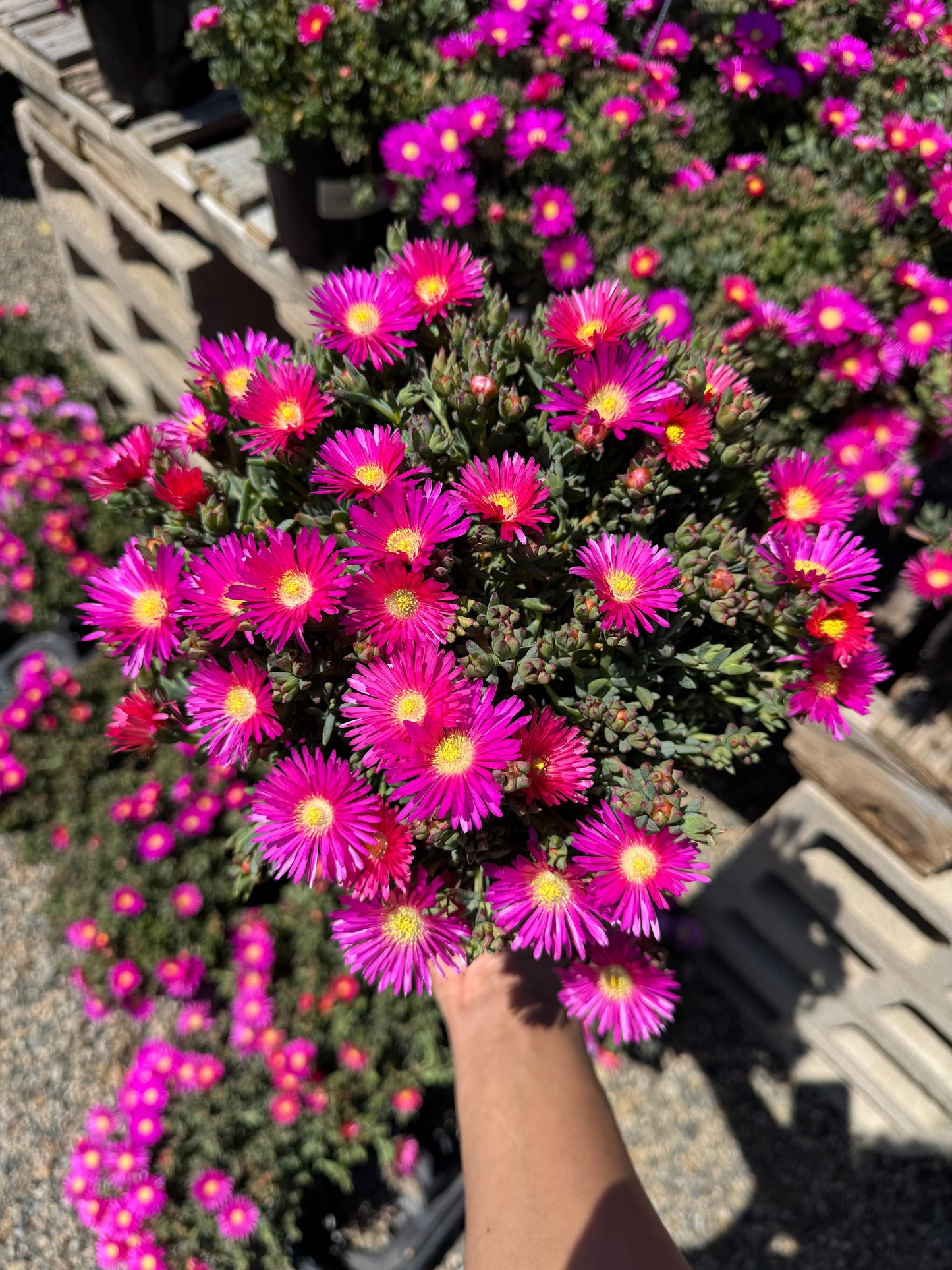 Lampranthus pink surprise