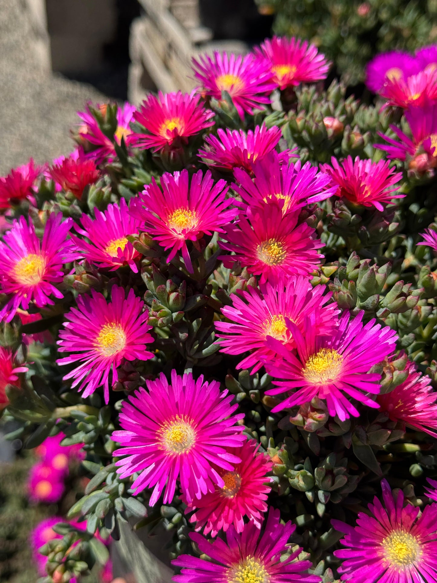 Lampranthus pink surprise
