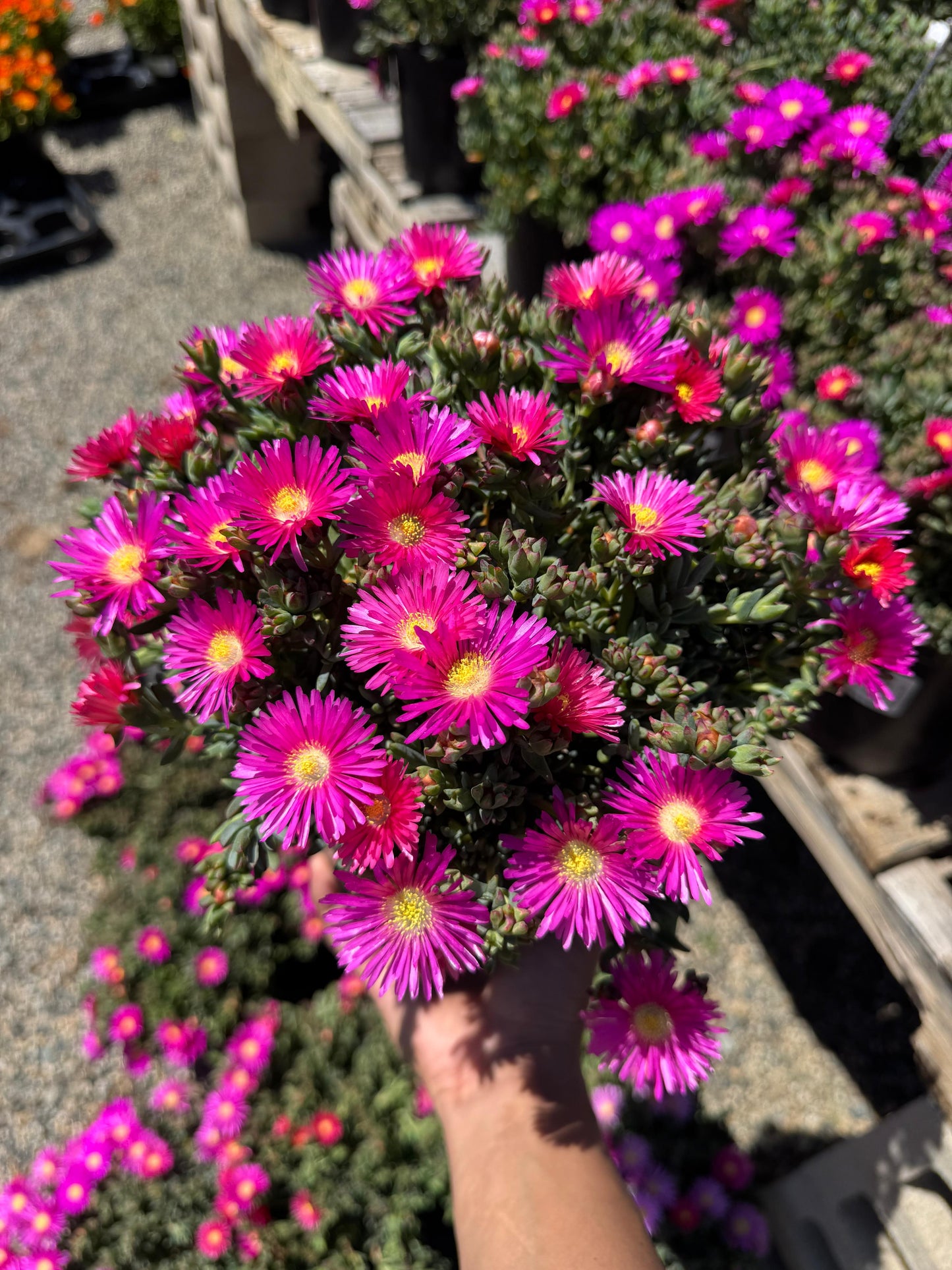 Lampranthus pink surprise