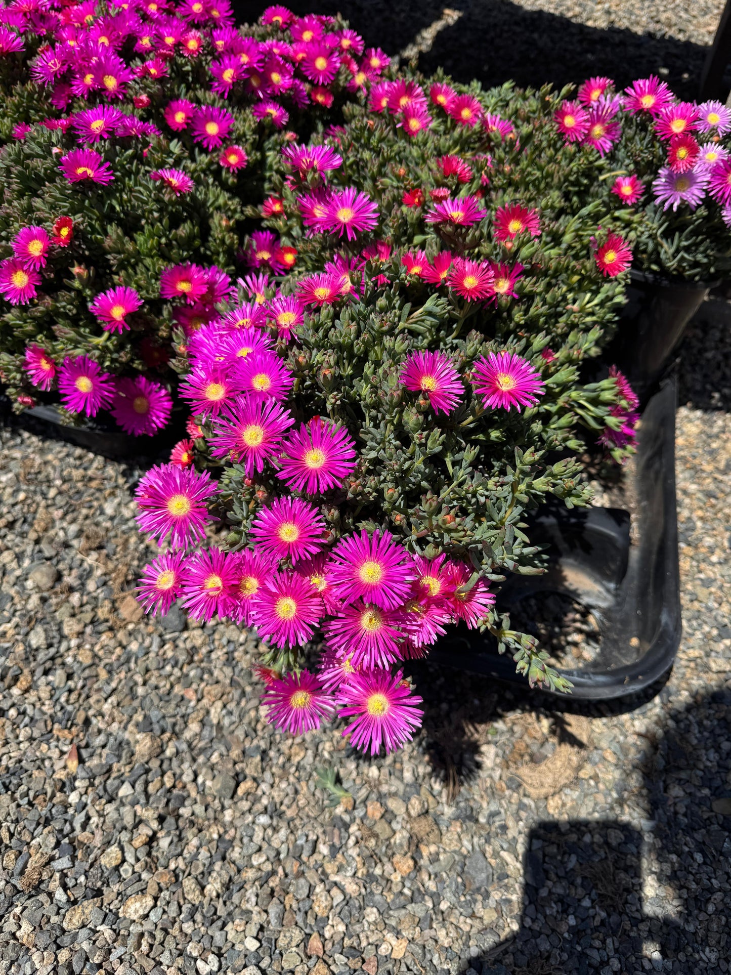 Lampranthus pink surprise