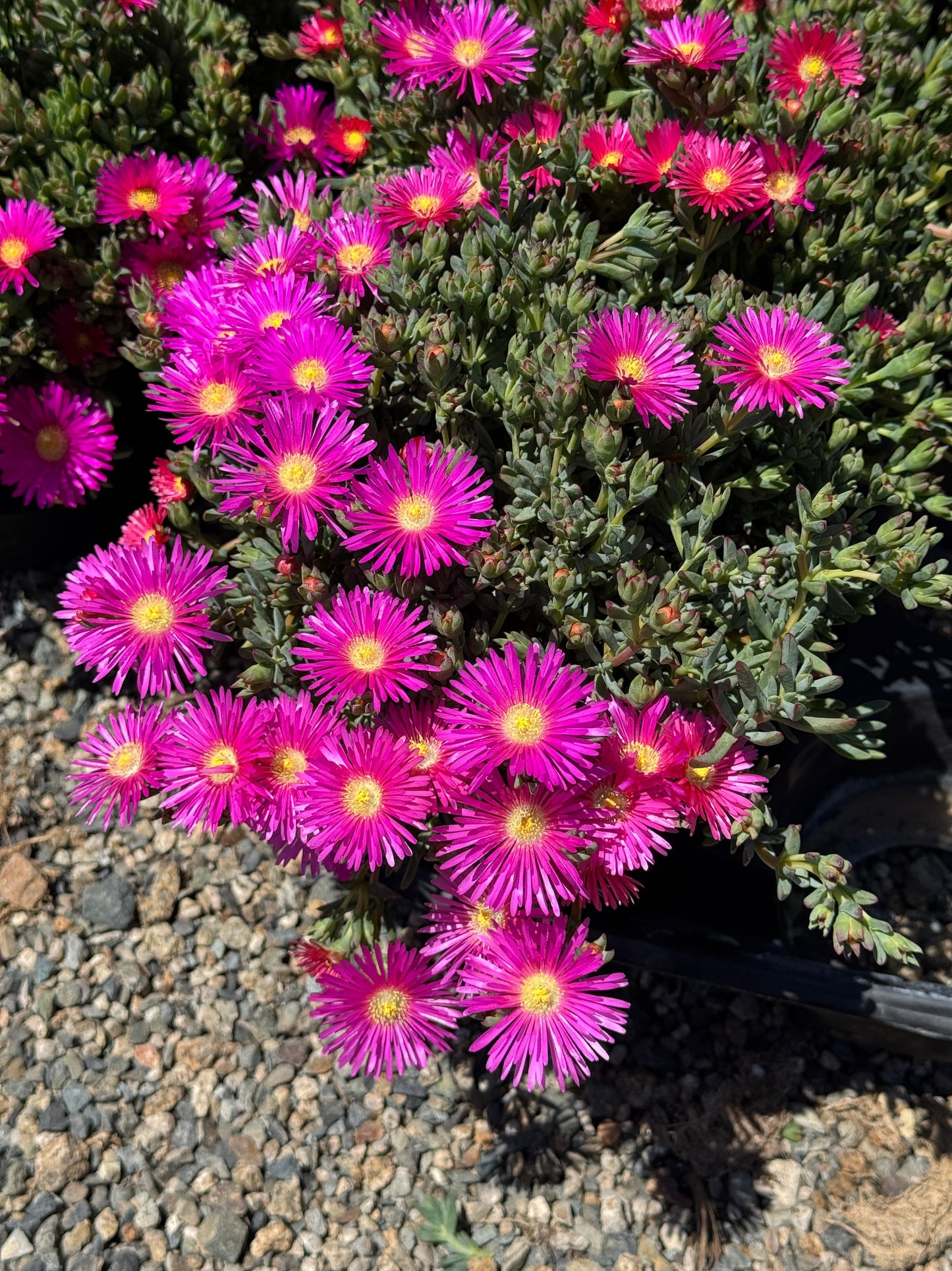 Lampranthus pink surprise