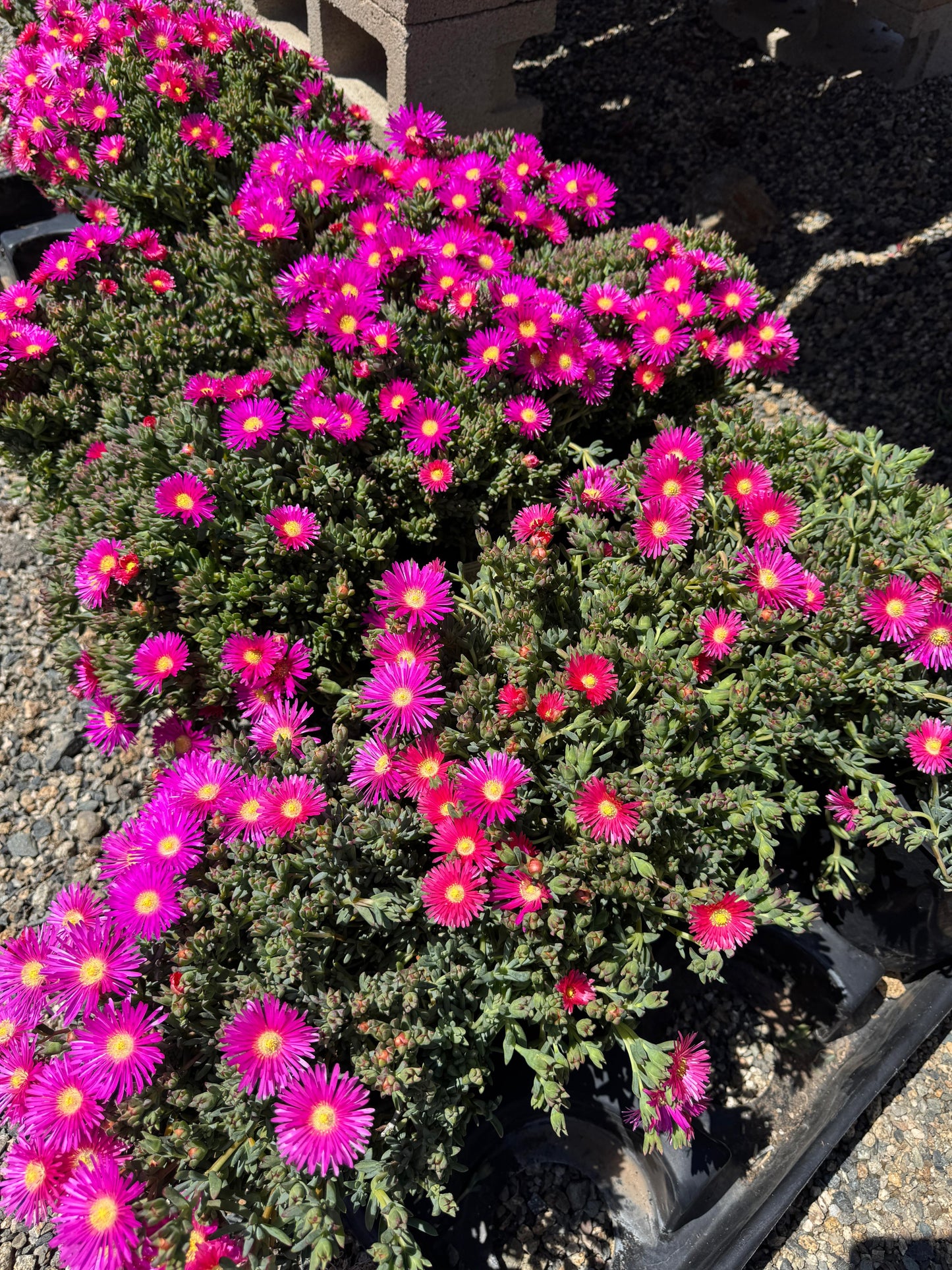 Lampranthus pink surprise