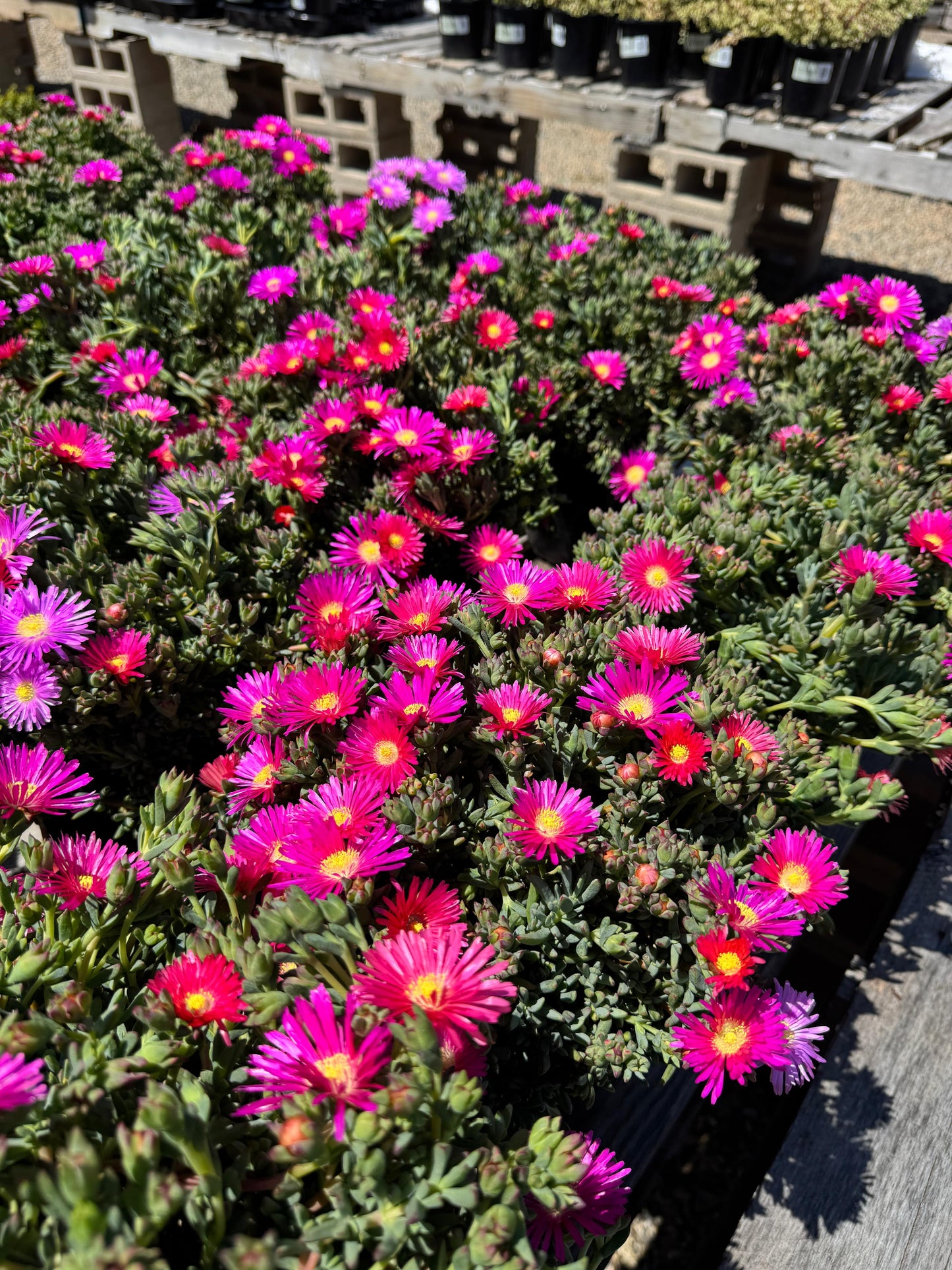 Lampranthus pink surprise