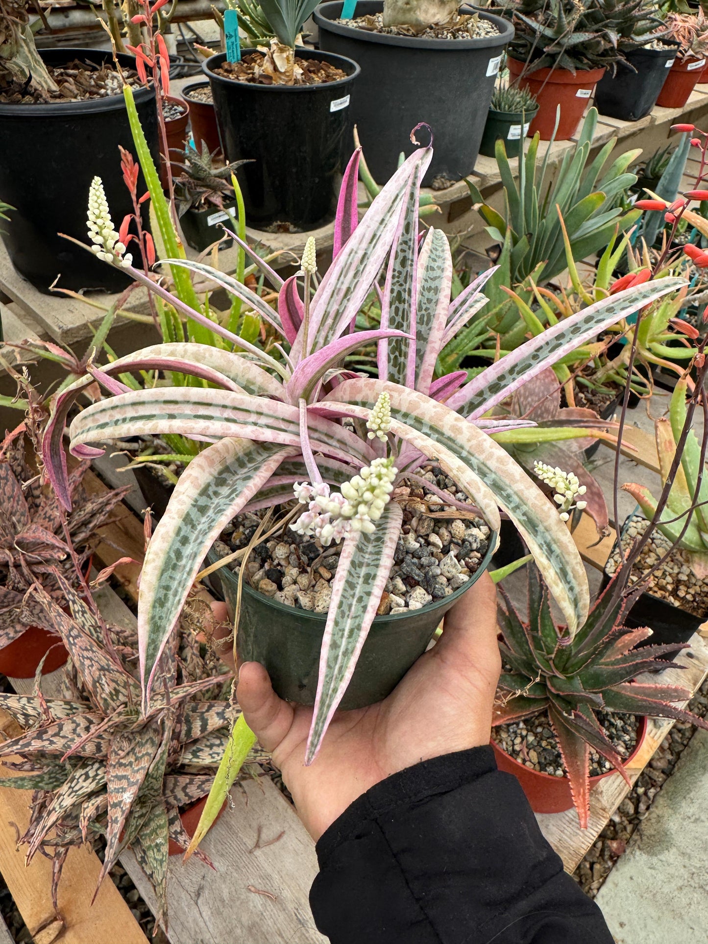 Ledebouria socialis Variegada