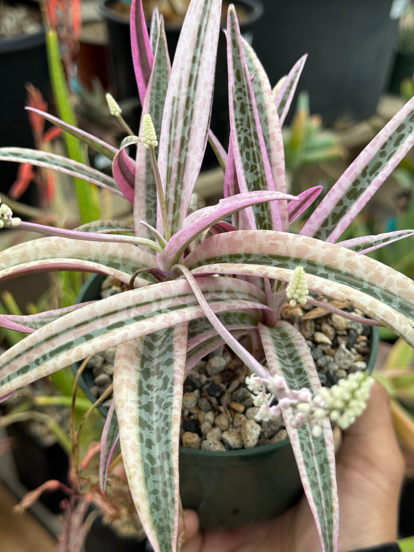 Ledebouria socialis Variegada