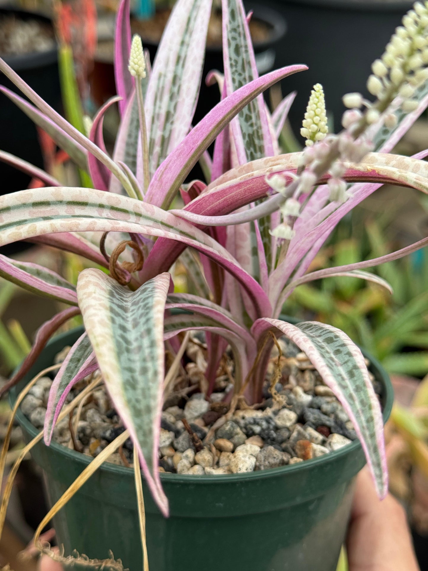Ledebouria socialis Variegada