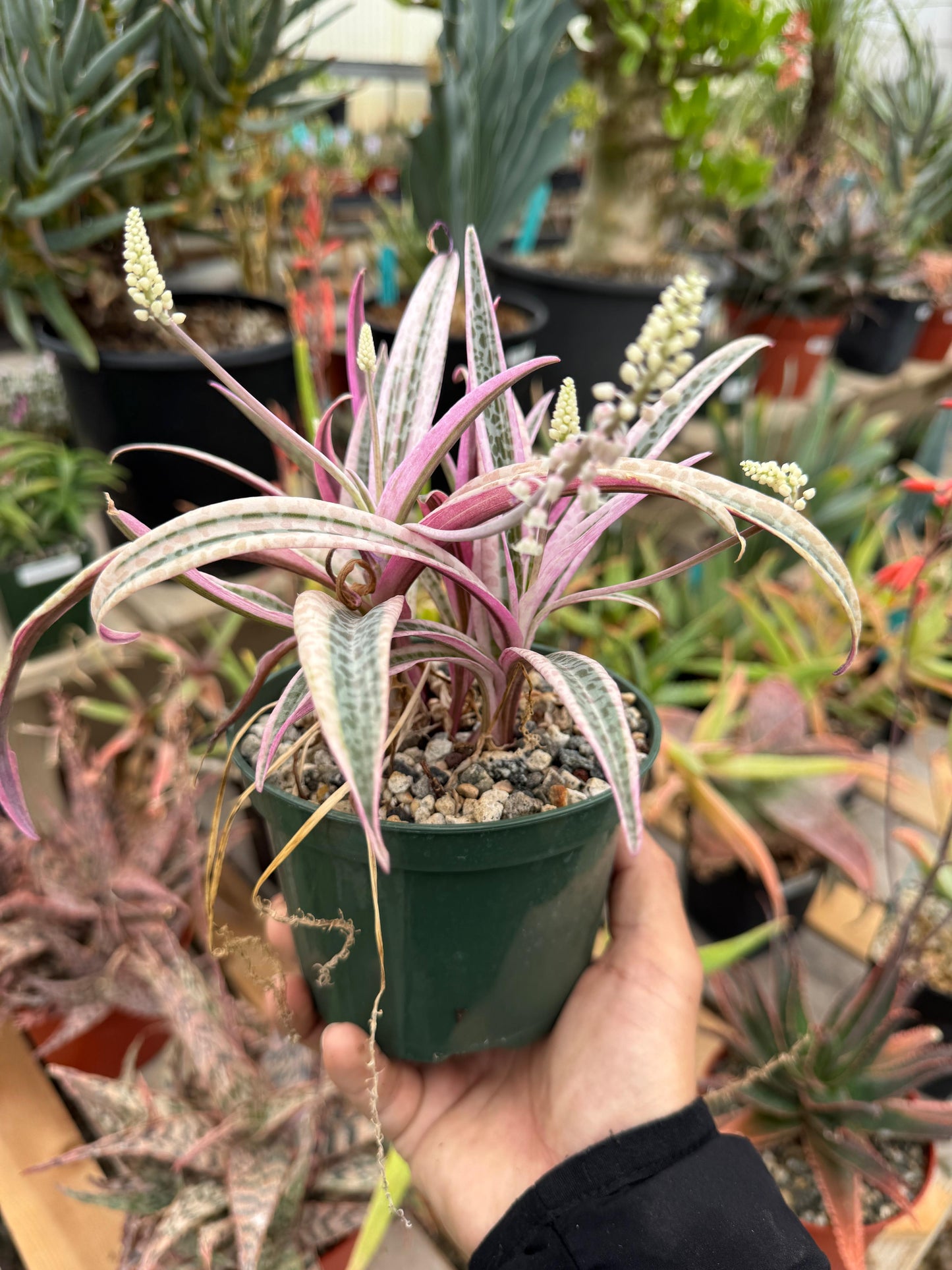 Ledebouria socialis Variegada