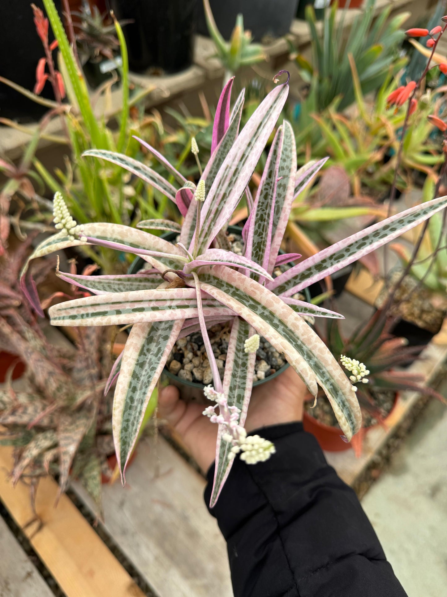 Ledebouria socialis Variegada