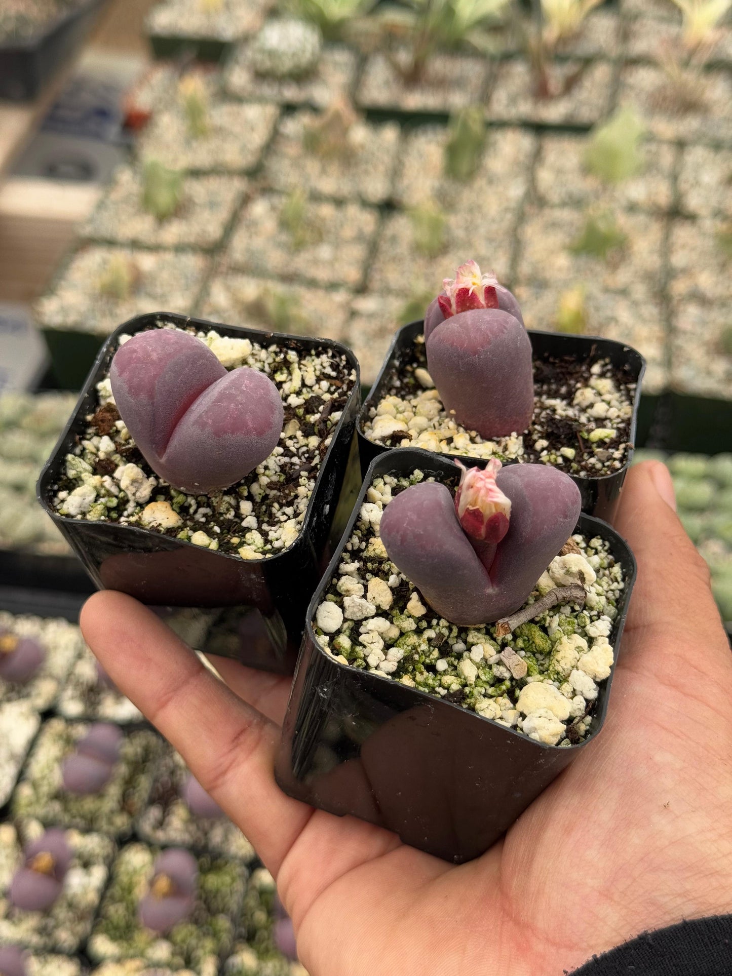 Lithops Optica Rubra