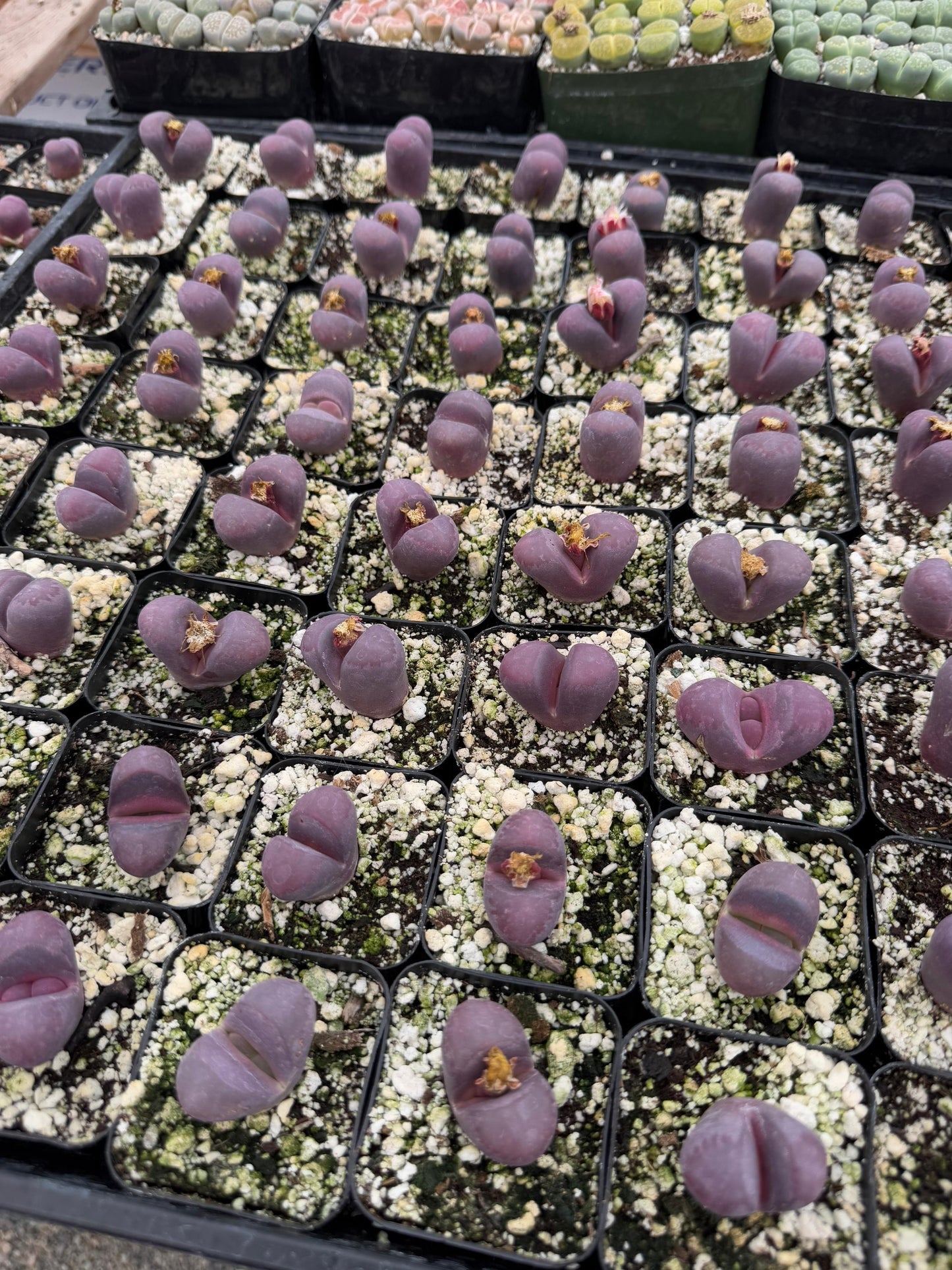 Lithops Optica Rubra