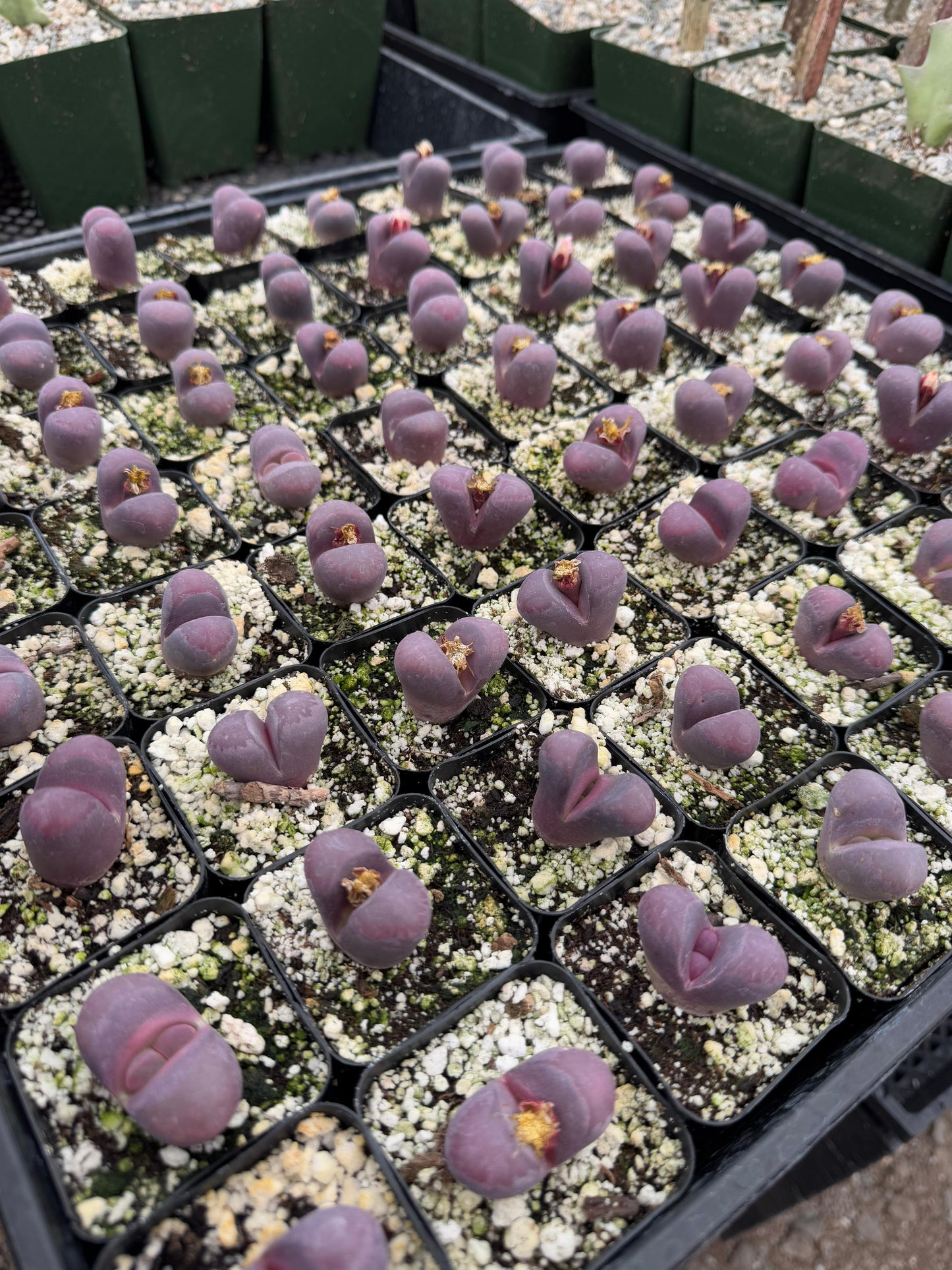 Lithops Optica Rubra