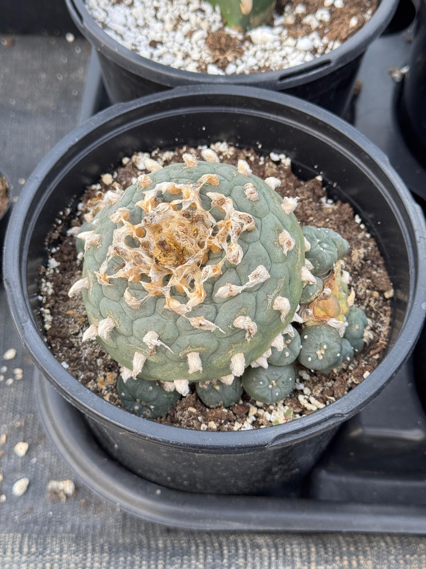 Lophophora Fricii cluster