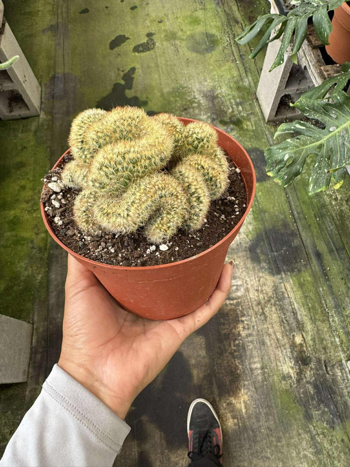Mammillaria Elongata Cristata ( cactus cerebro ) 6”