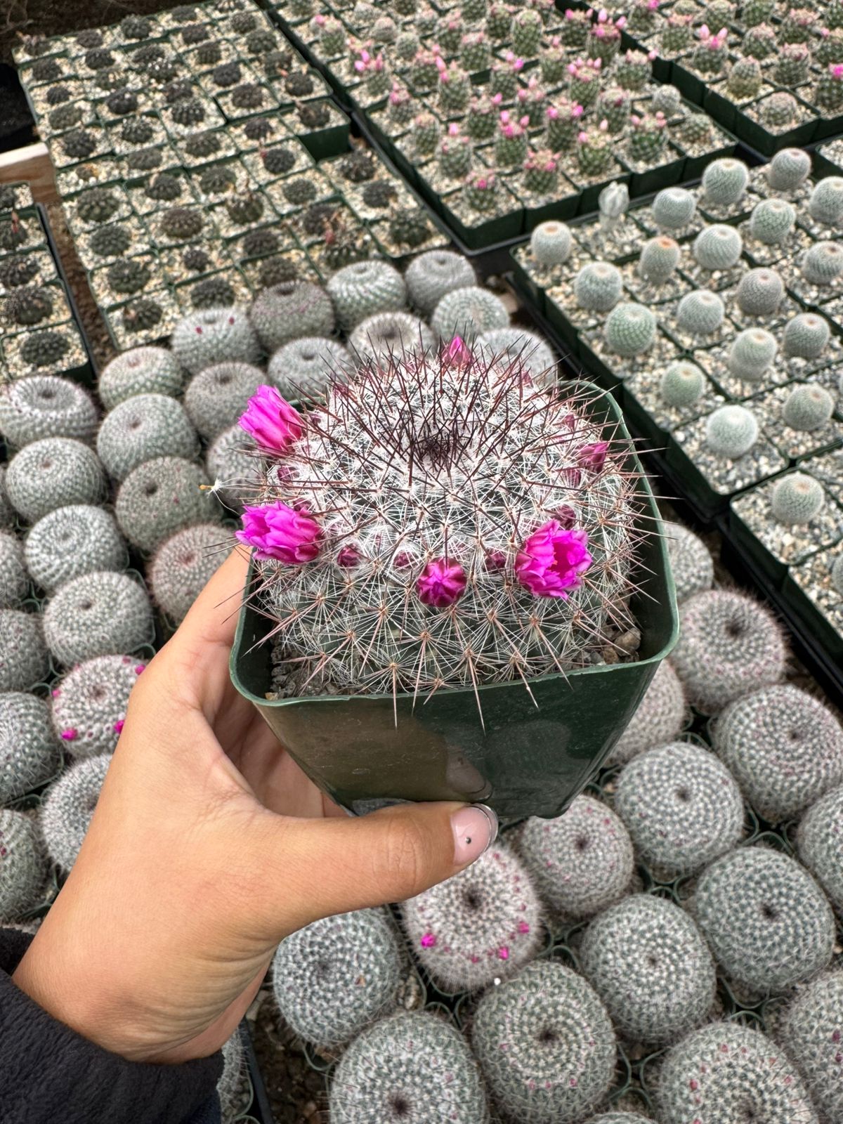Mammillaria Sinforosensis v. Marionae Rog730