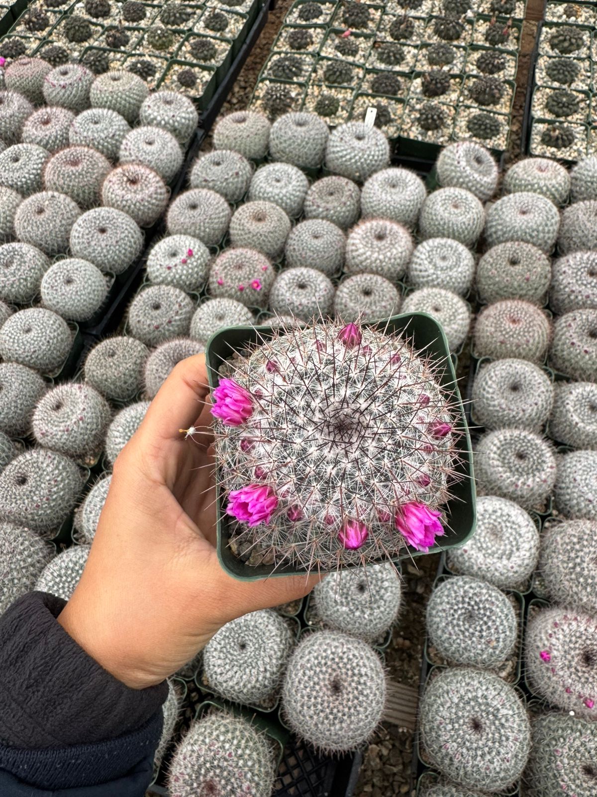 Mammillaria Sinforosensis v. Marionae Rog730