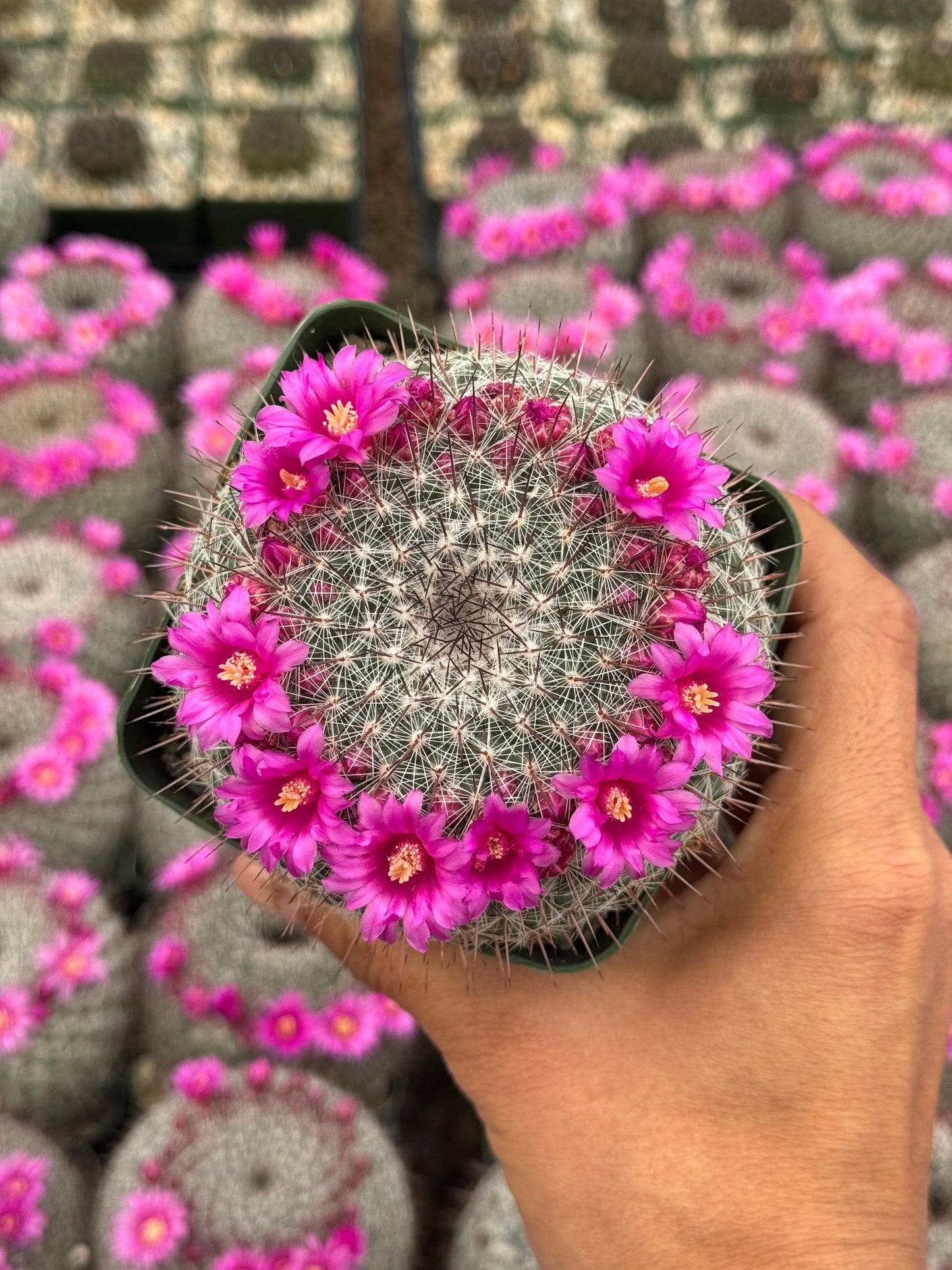 Mammillaria Sinforosensis v. Marionae Rog730