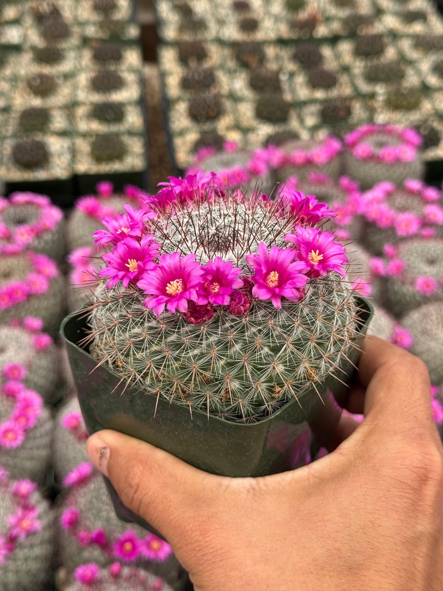 Mammillaria Sinforosensis v. Marionae Rog730