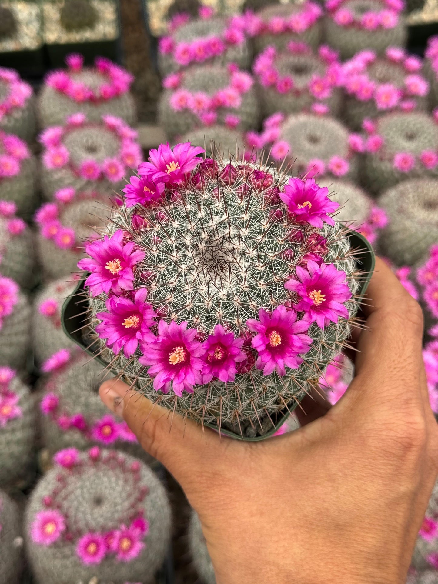 Mammillaria Sinforosensis v. Marionae Rog730