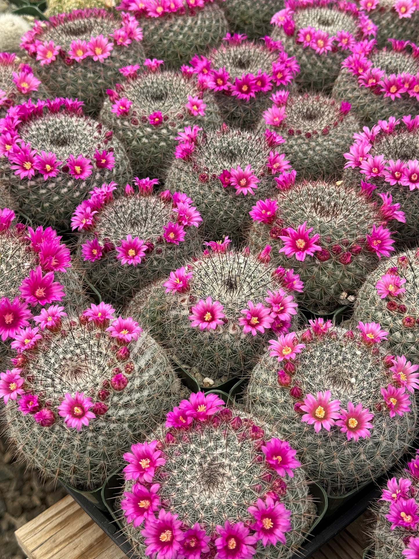 Mammillaria Sinforosensis v. Marionae Rog730