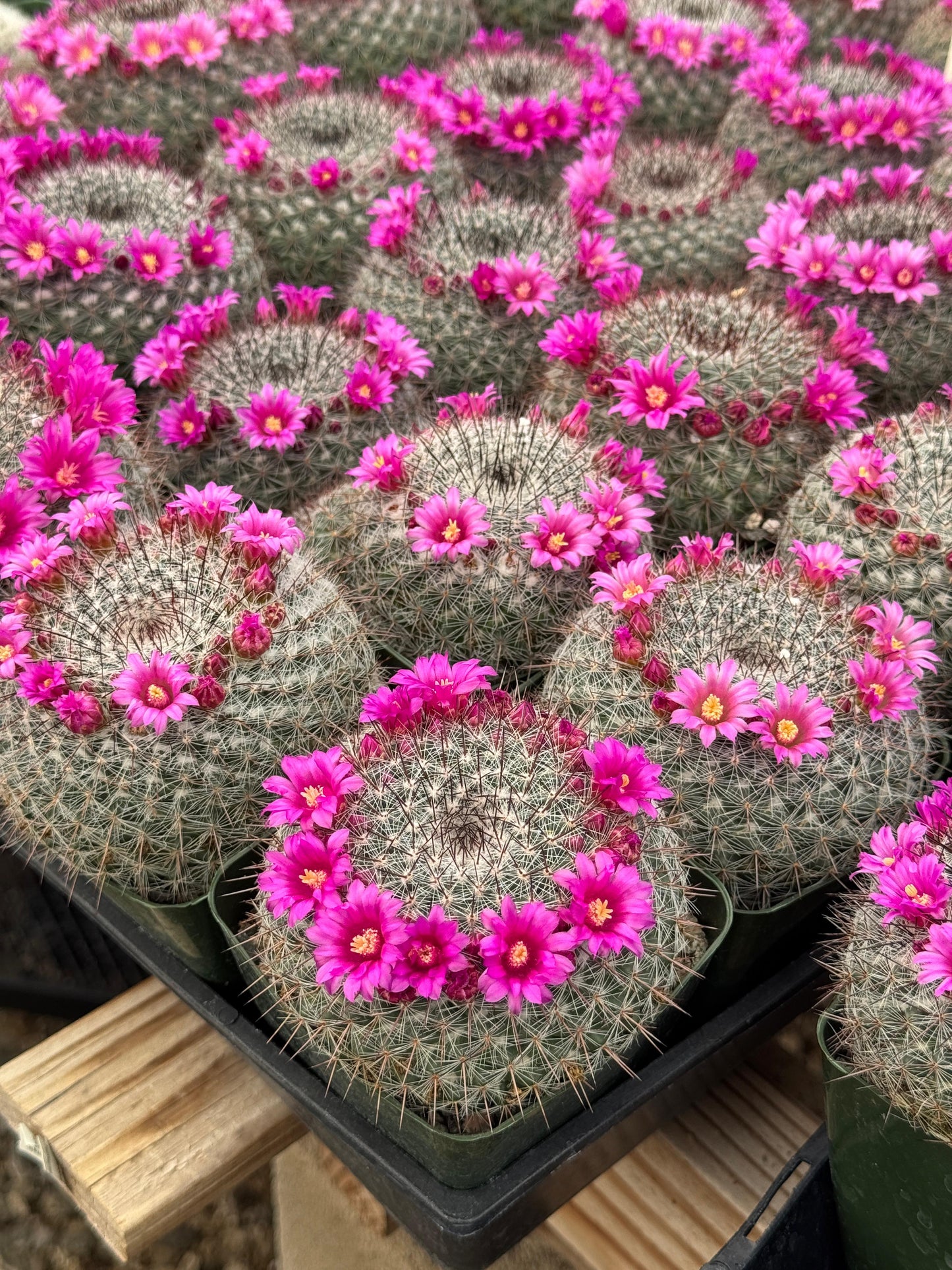 Mammillaria Sinforosensis v. Marionae Rog730