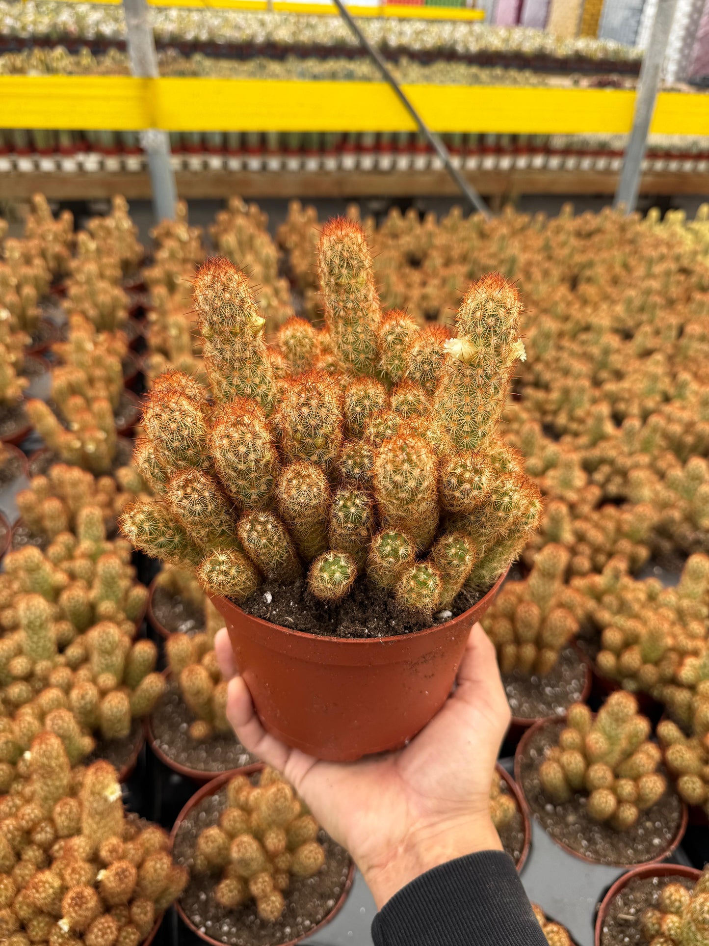 Mammillaria elongata Copper King 6”