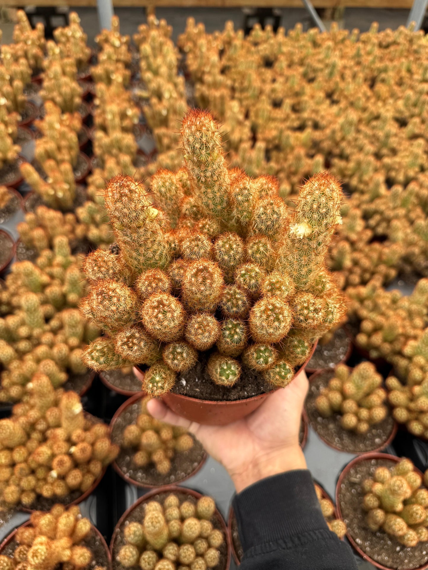 Mammillaria elongata Copper King 6”