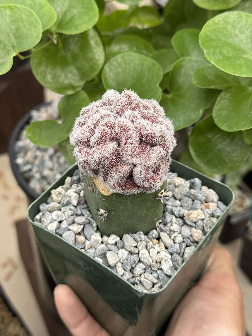 Mammillaria compresa ‘Yokan’