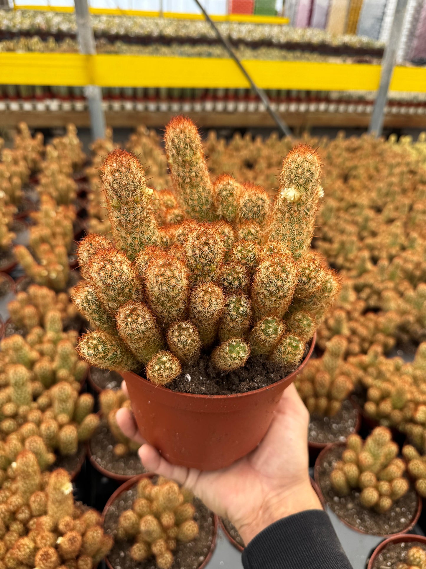 Mammillaria elongata Copper King 6”