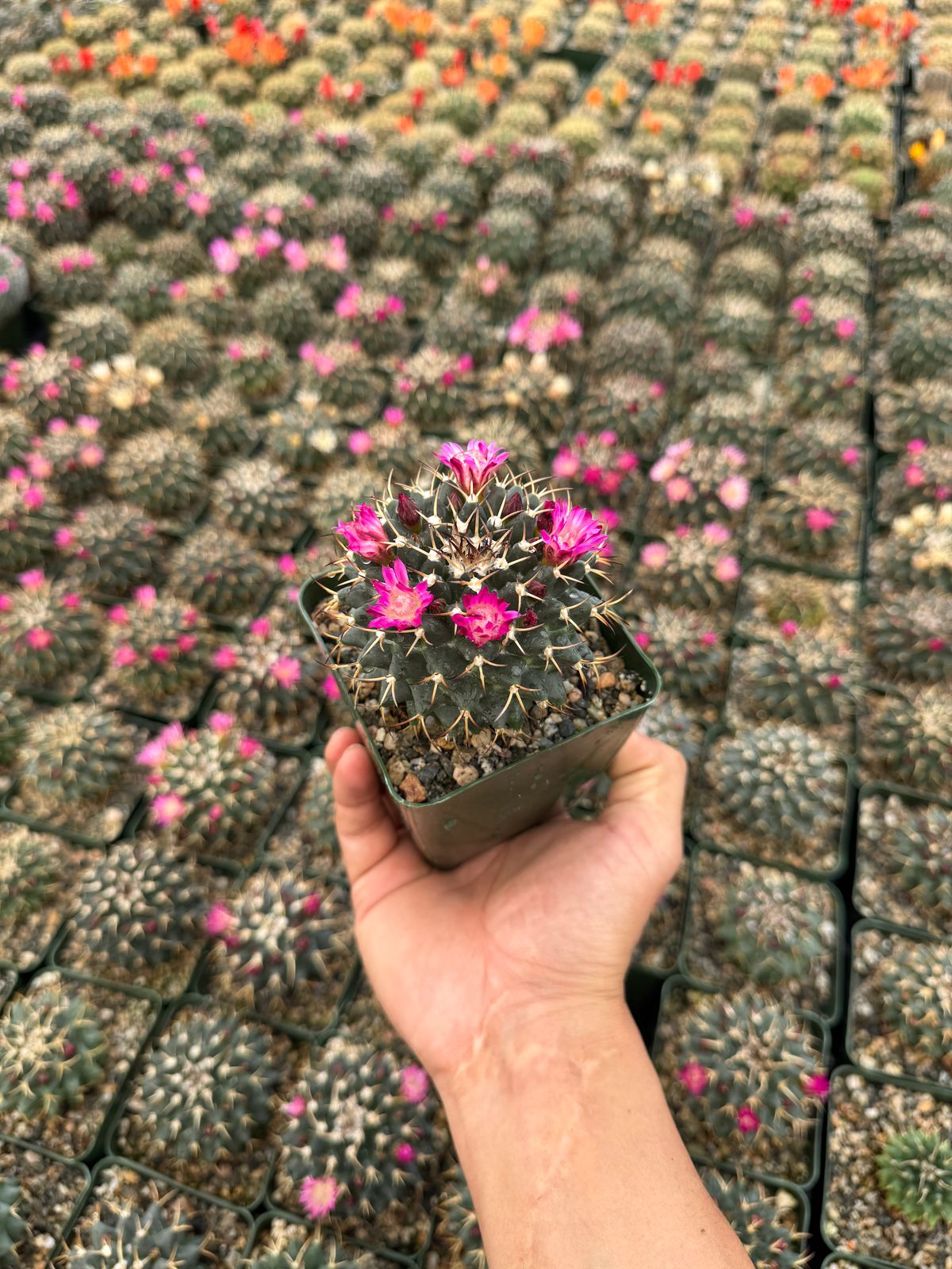 Mammillaria krameri