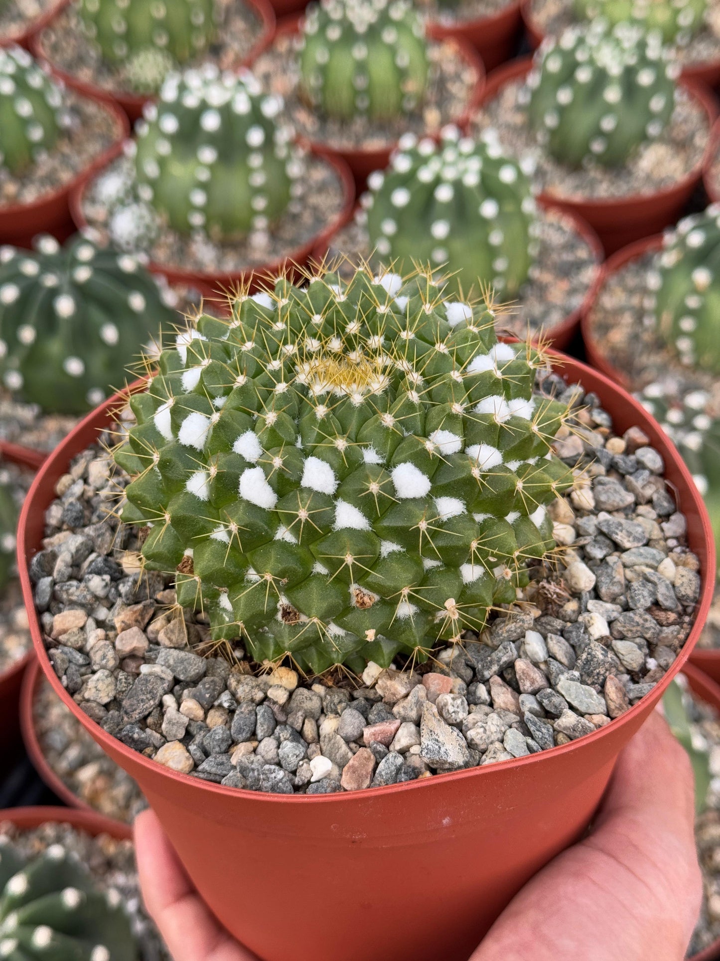 Mammillaria marksiana
