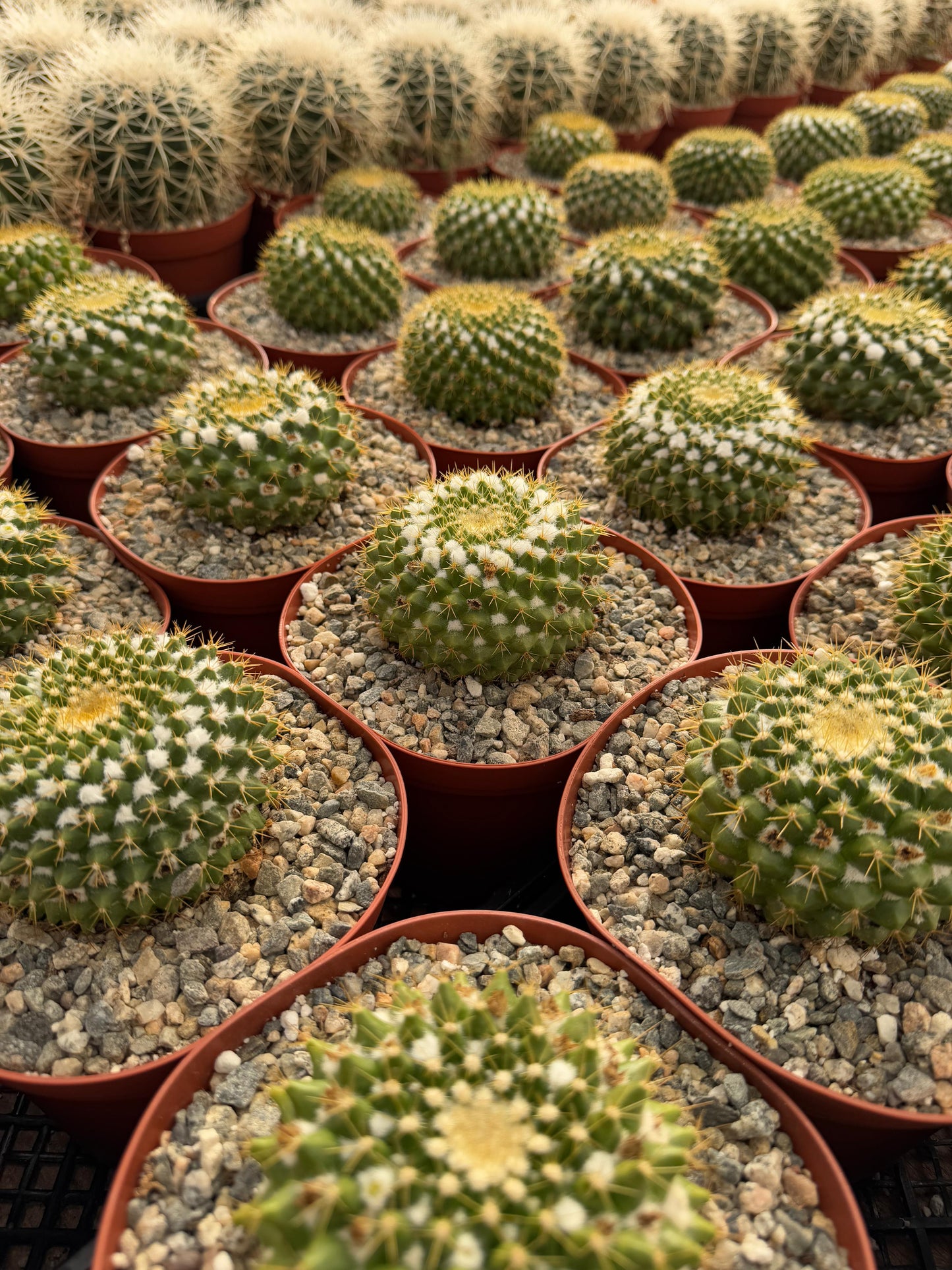Mammillaria marksiana